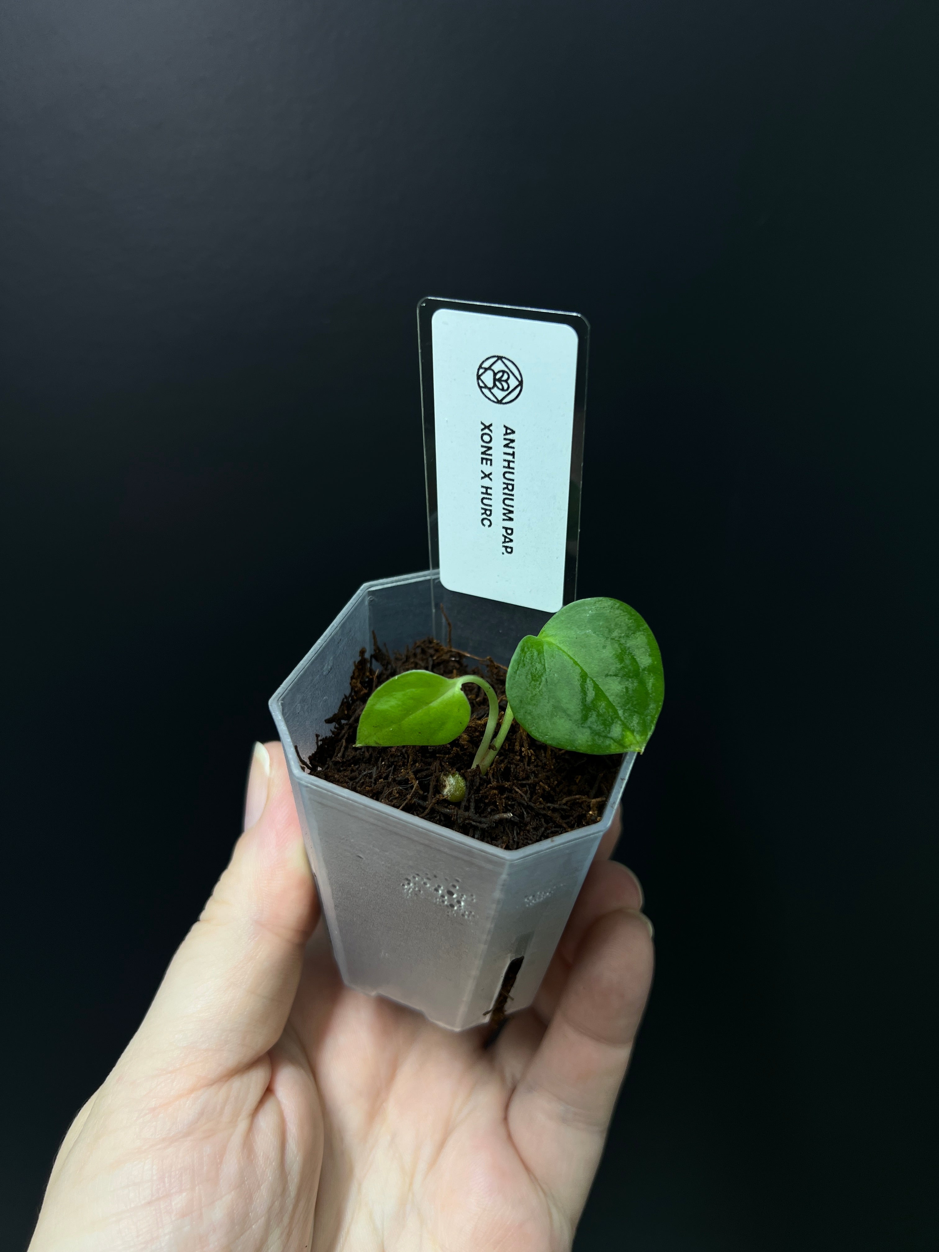 Anthurium Xone x HUxRC - Seedling