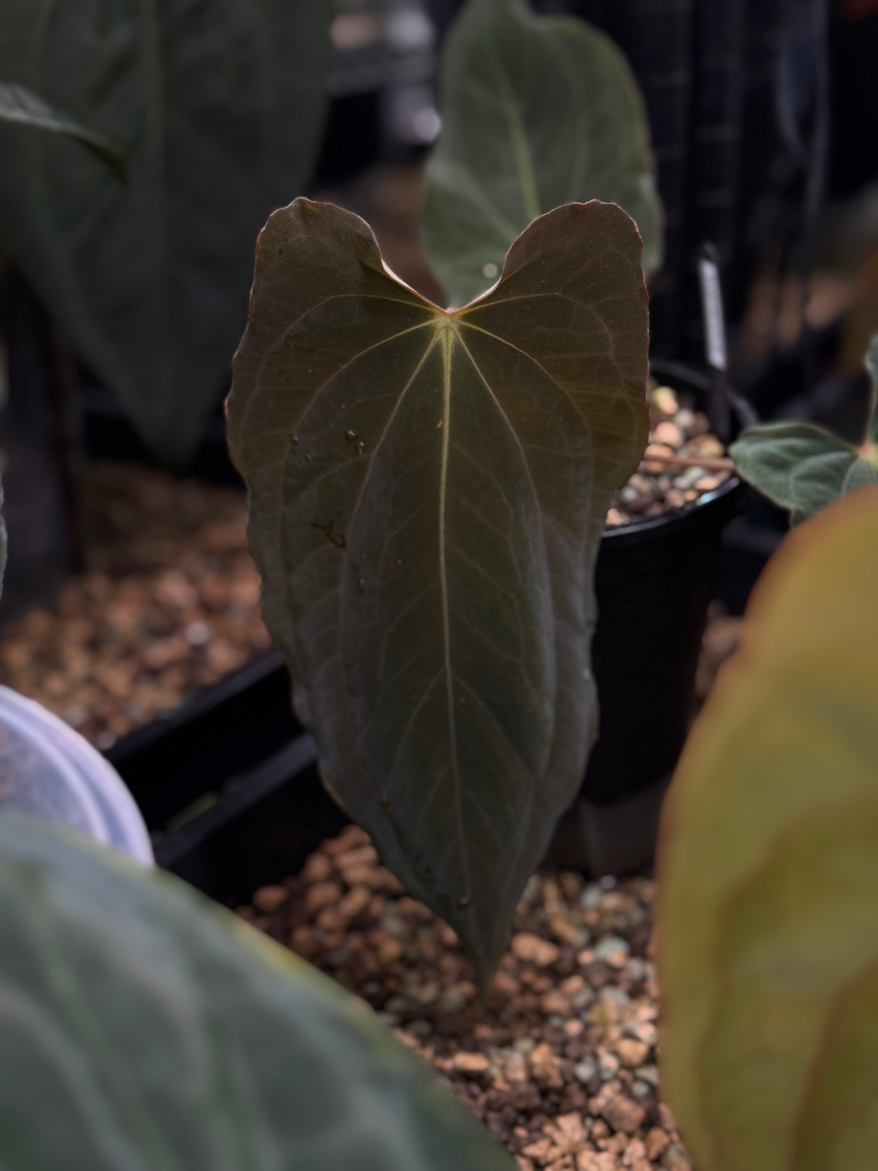 Purple Rain Anthurium plant from Private Collection, vibrant purple leaves and glossy foliage, indoor tropical plant.