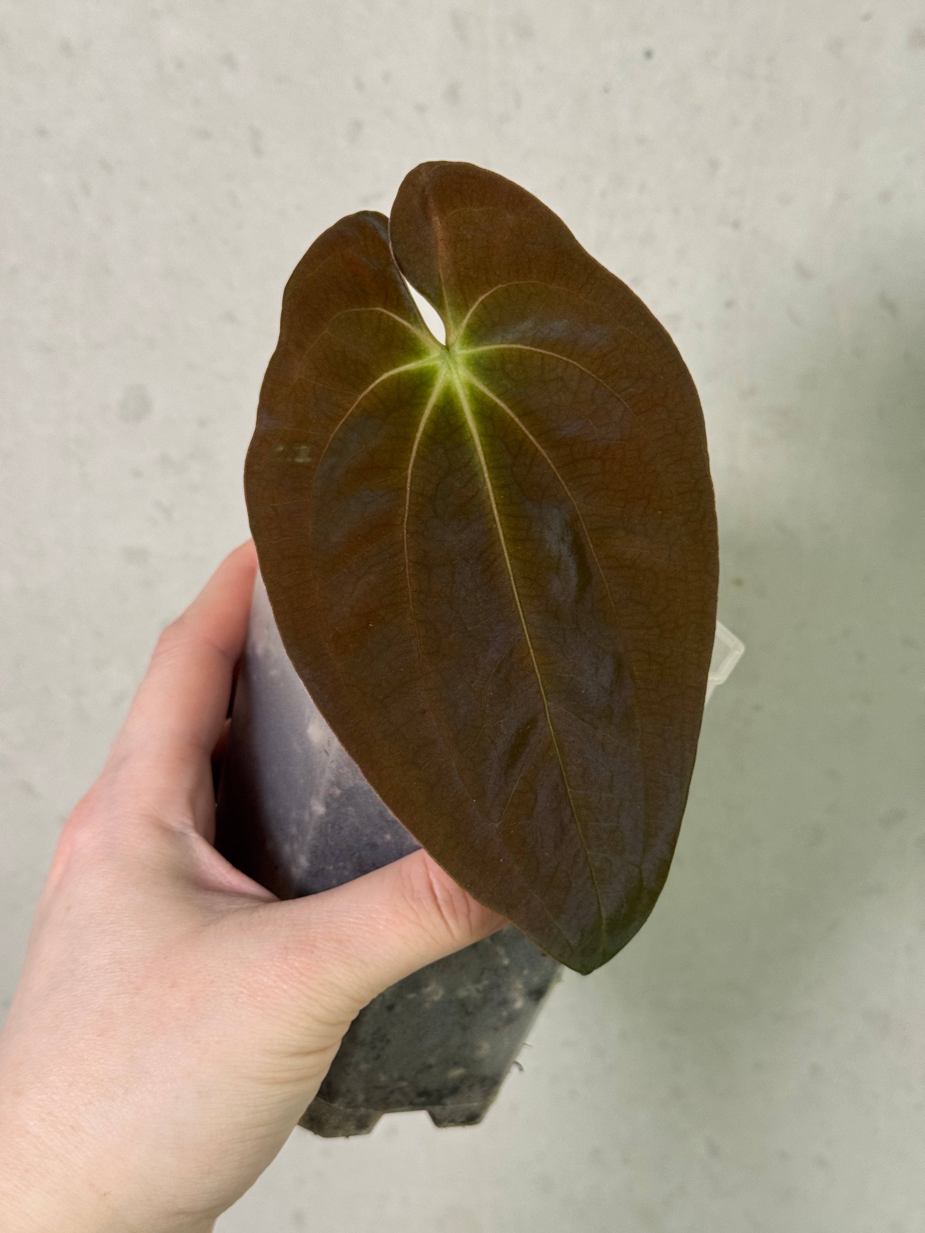 Anthurium Papillilaminum 'Em' - Clone