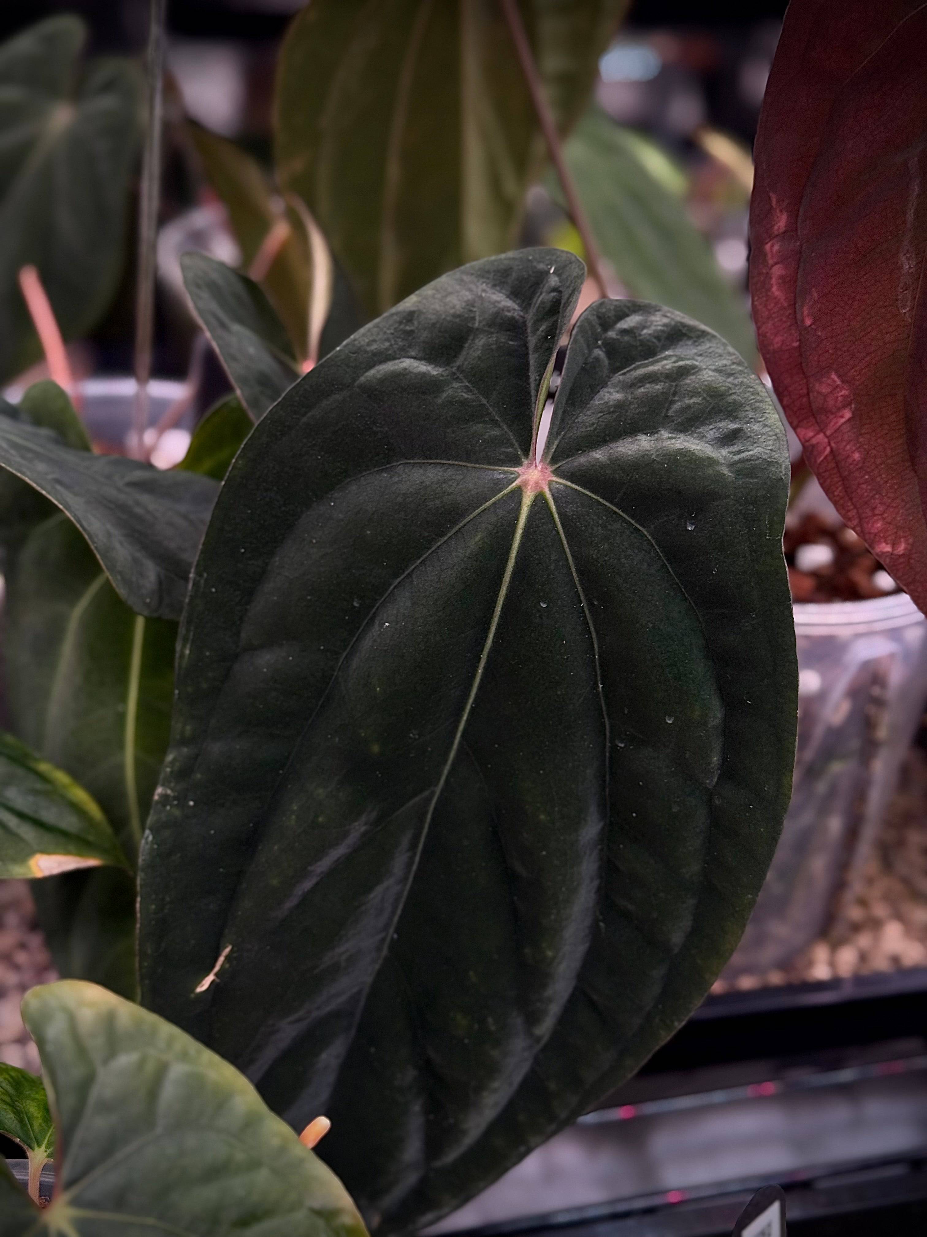 Anthurium BVEP 'Felix' x sp. Nov DF - SMUKHI