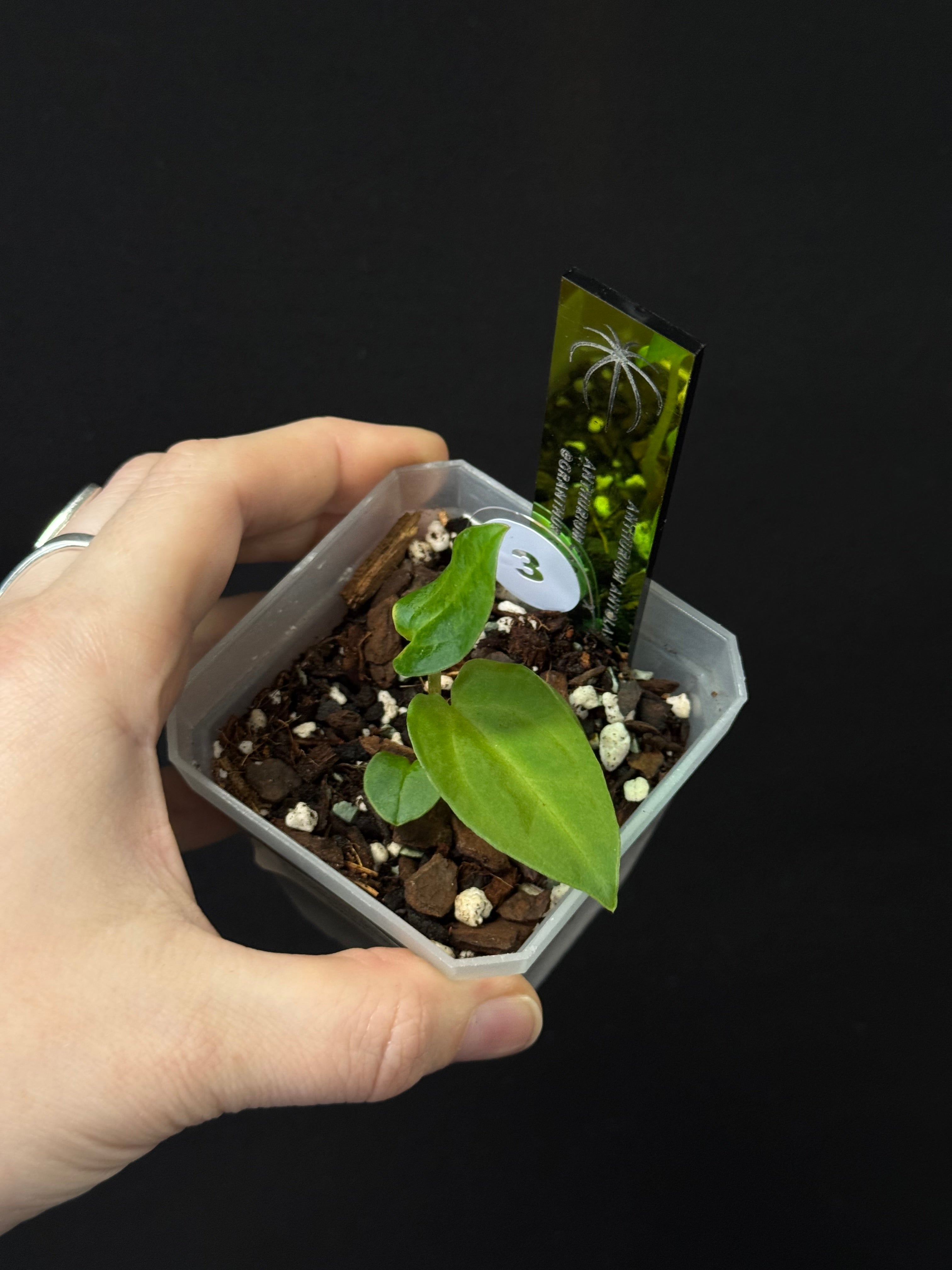 Anthurium Antolakii (BVEP) 'Dark Star' x Carlablackiae GPH-001