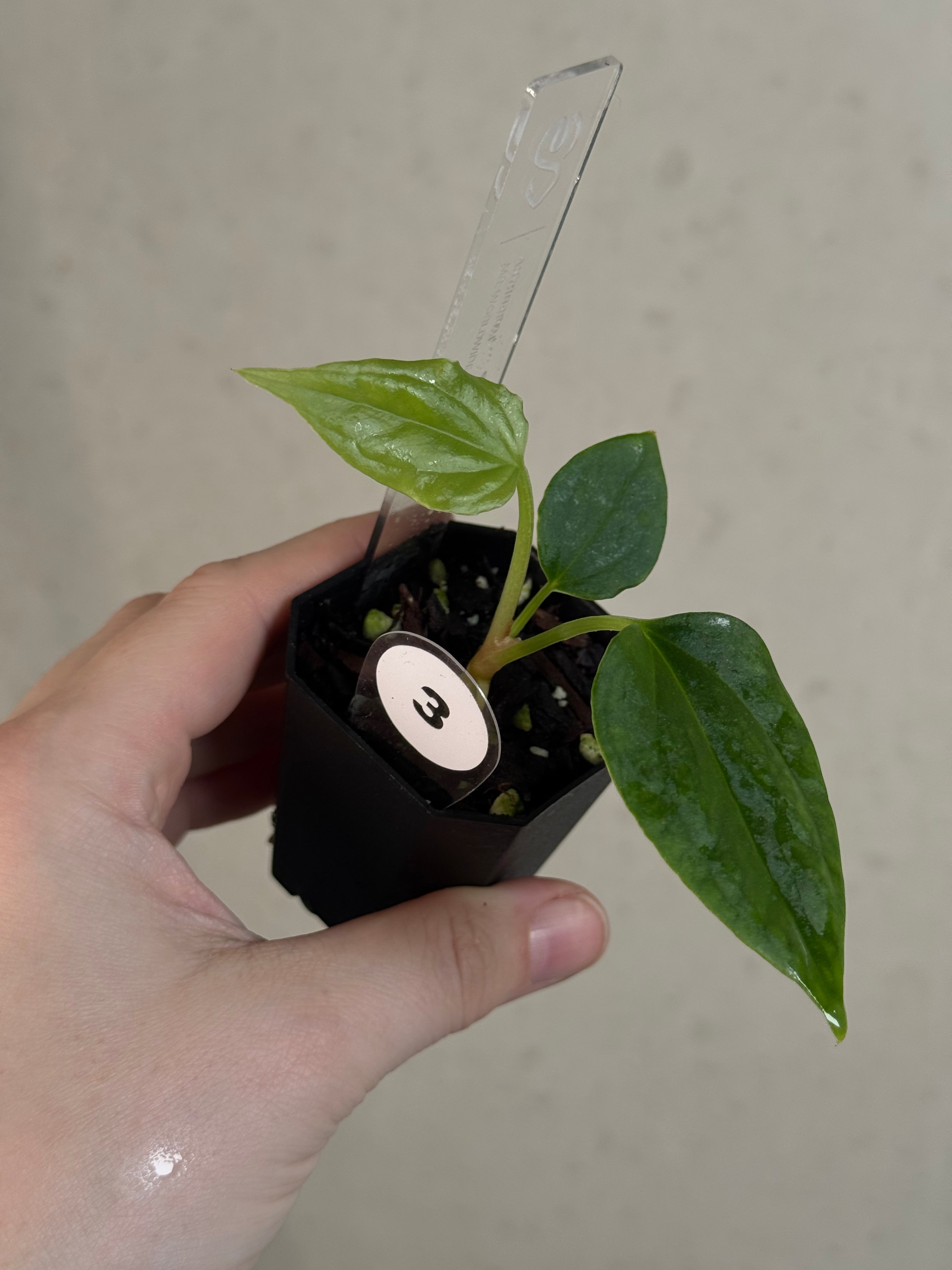 Anthurium Mr. Worldwide x Debile