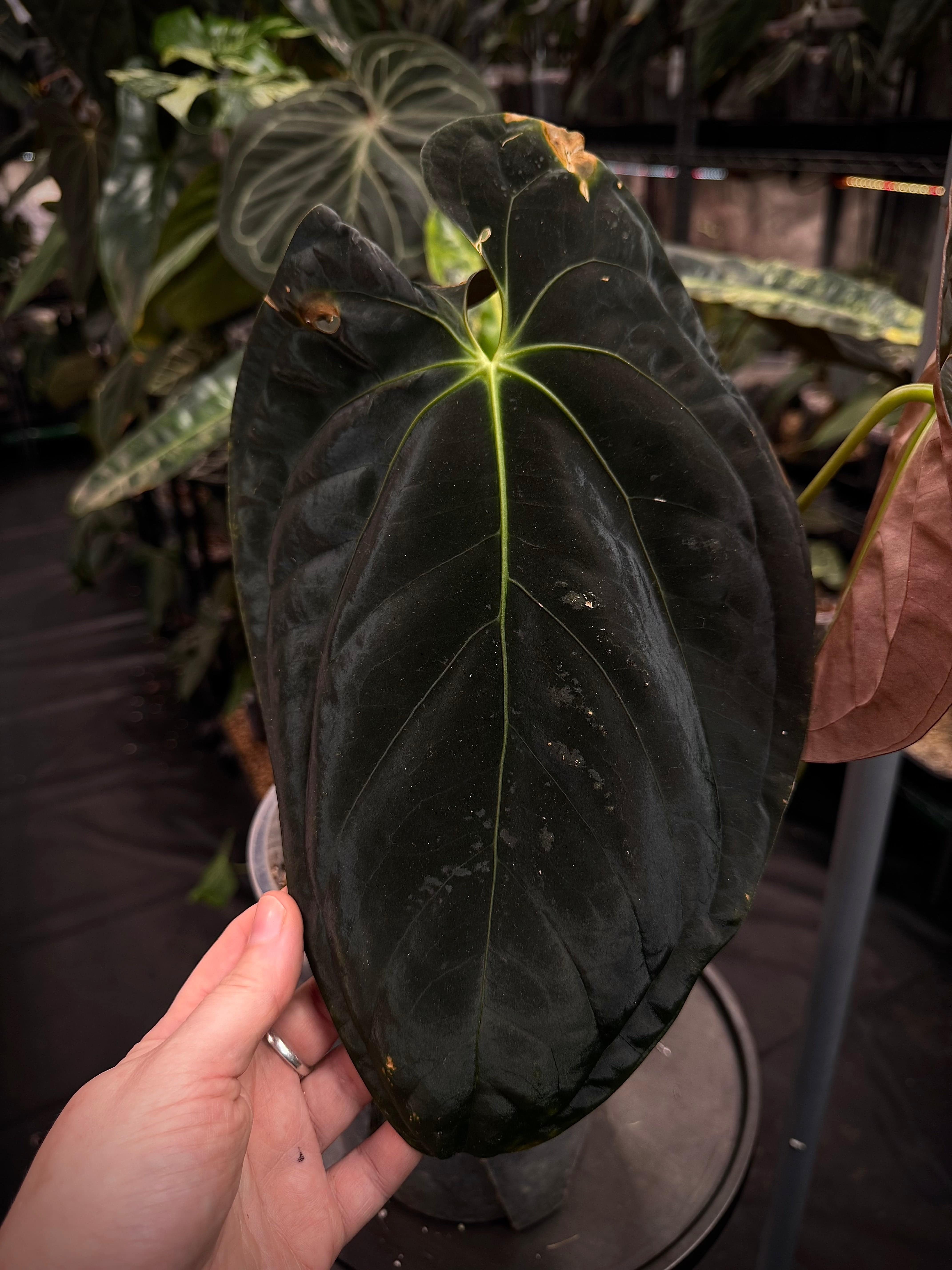 NFS: Anthurium Papillilaminum 'Em' - SMUKHI