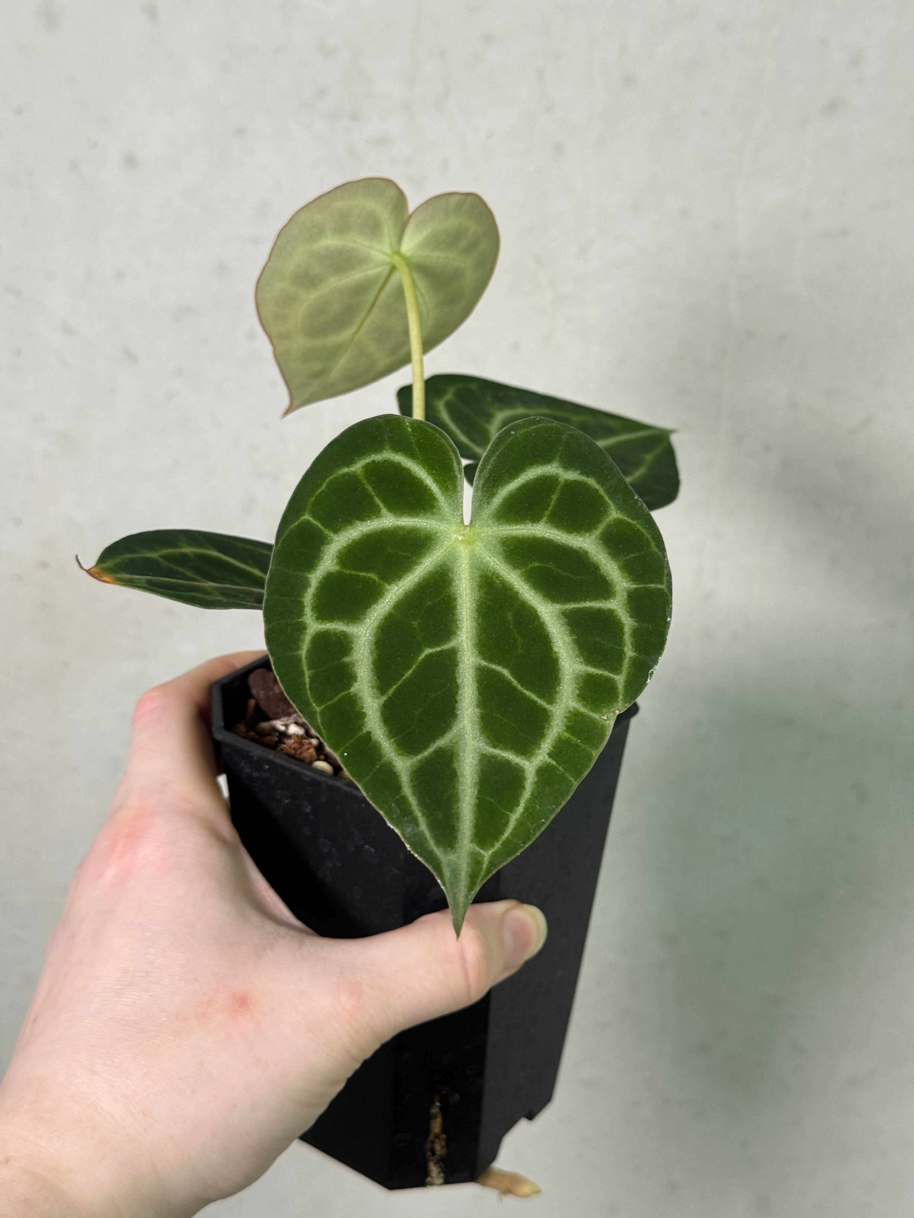 Anthurium King Clarinervium ‘Sulanjana’