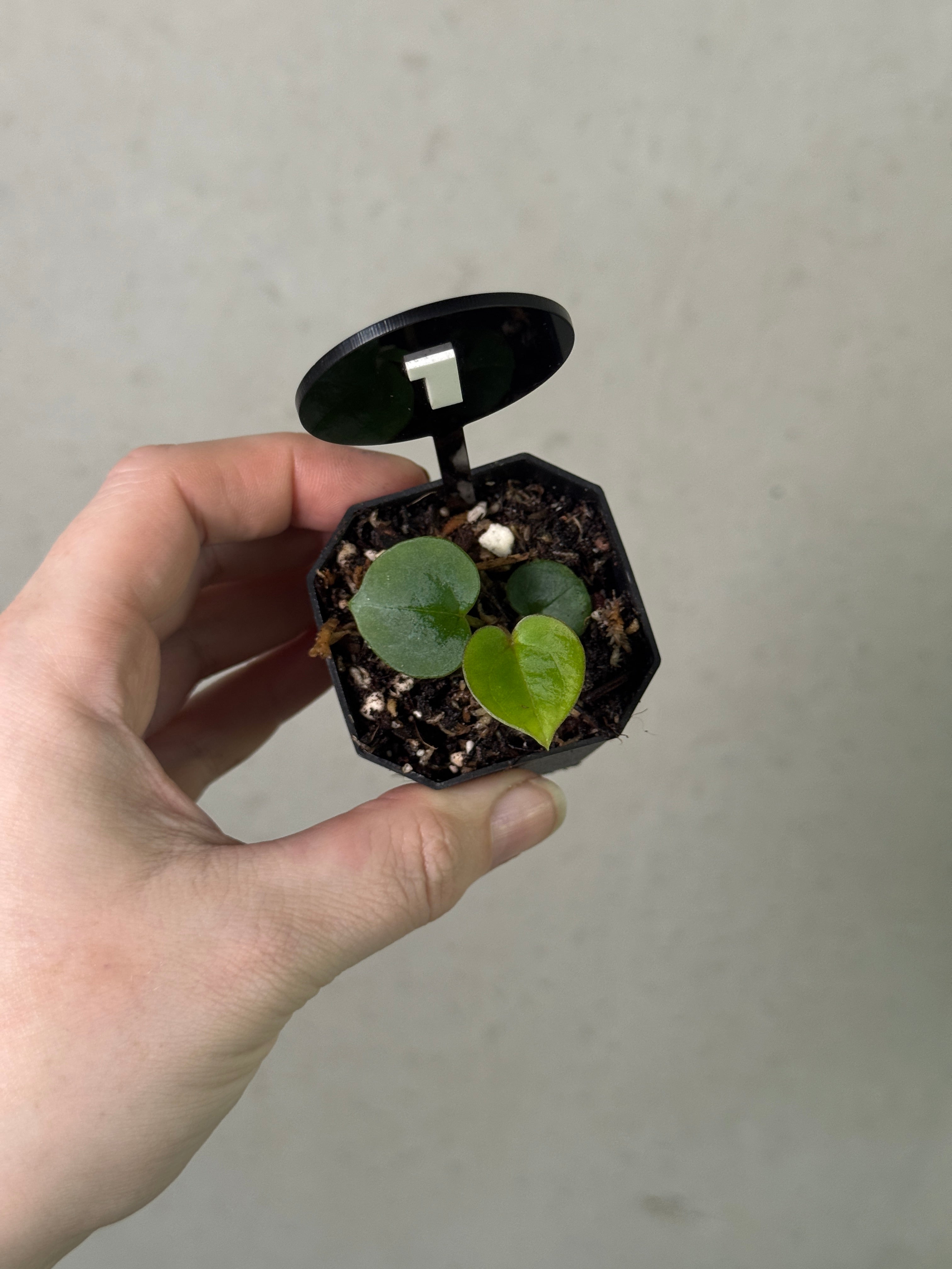 Anthurium HU Round '1’ x ‘2’