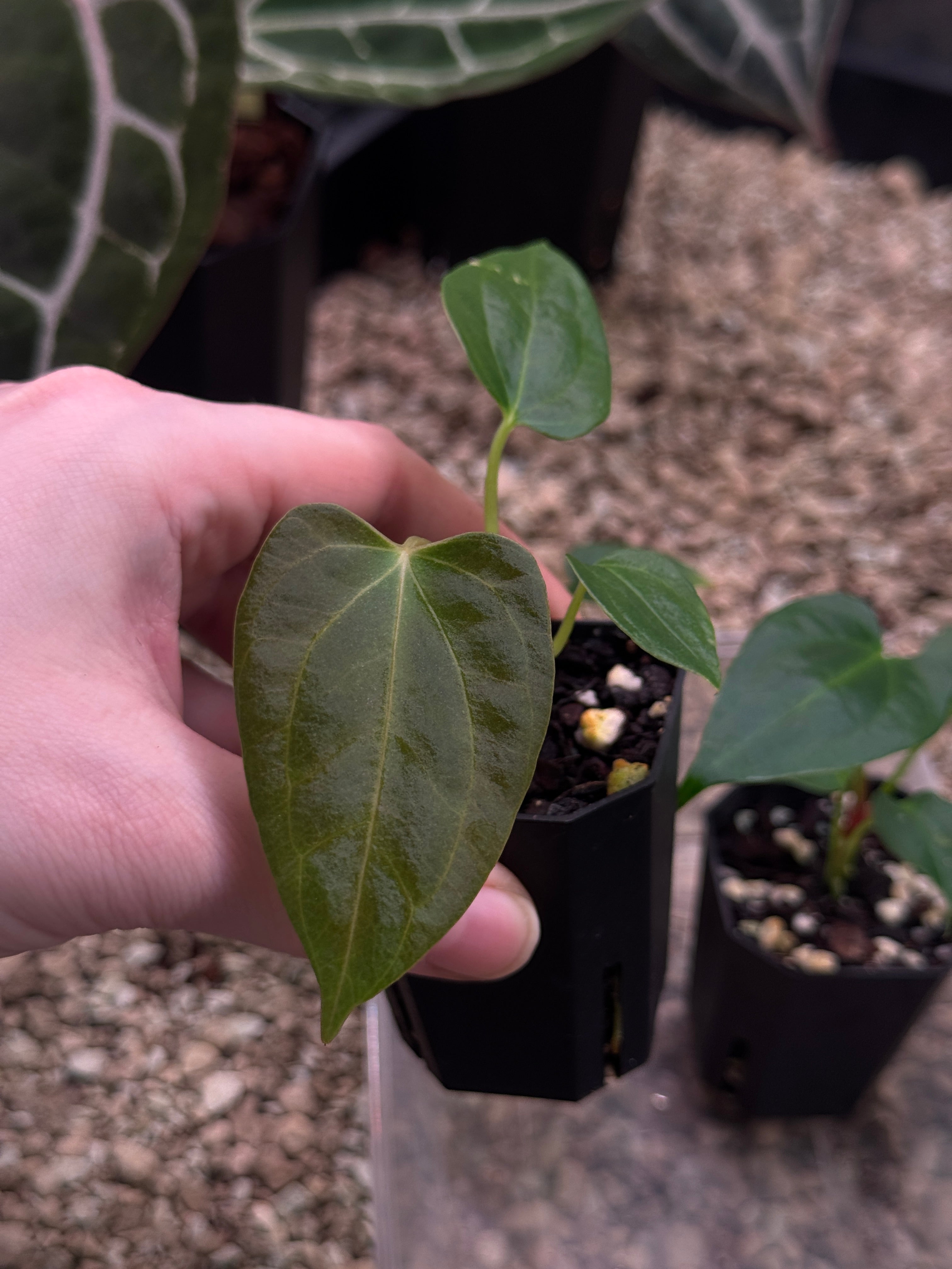 Anthurium Fort Sherman S1 x (Ralph Lynam x Fort Sherman) Flat Sinus - SMUKHI