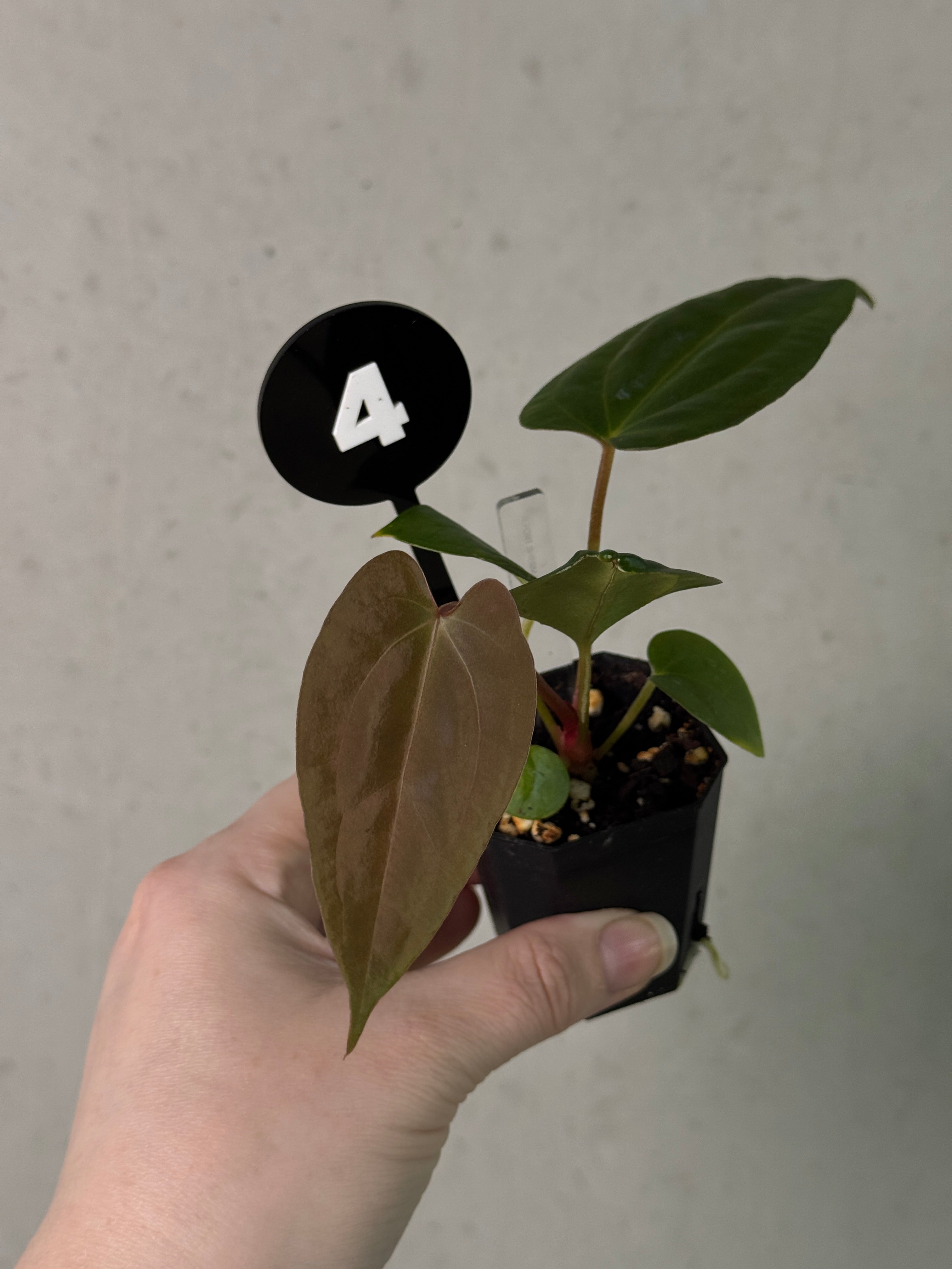 Anthurium Fort Sherman x open