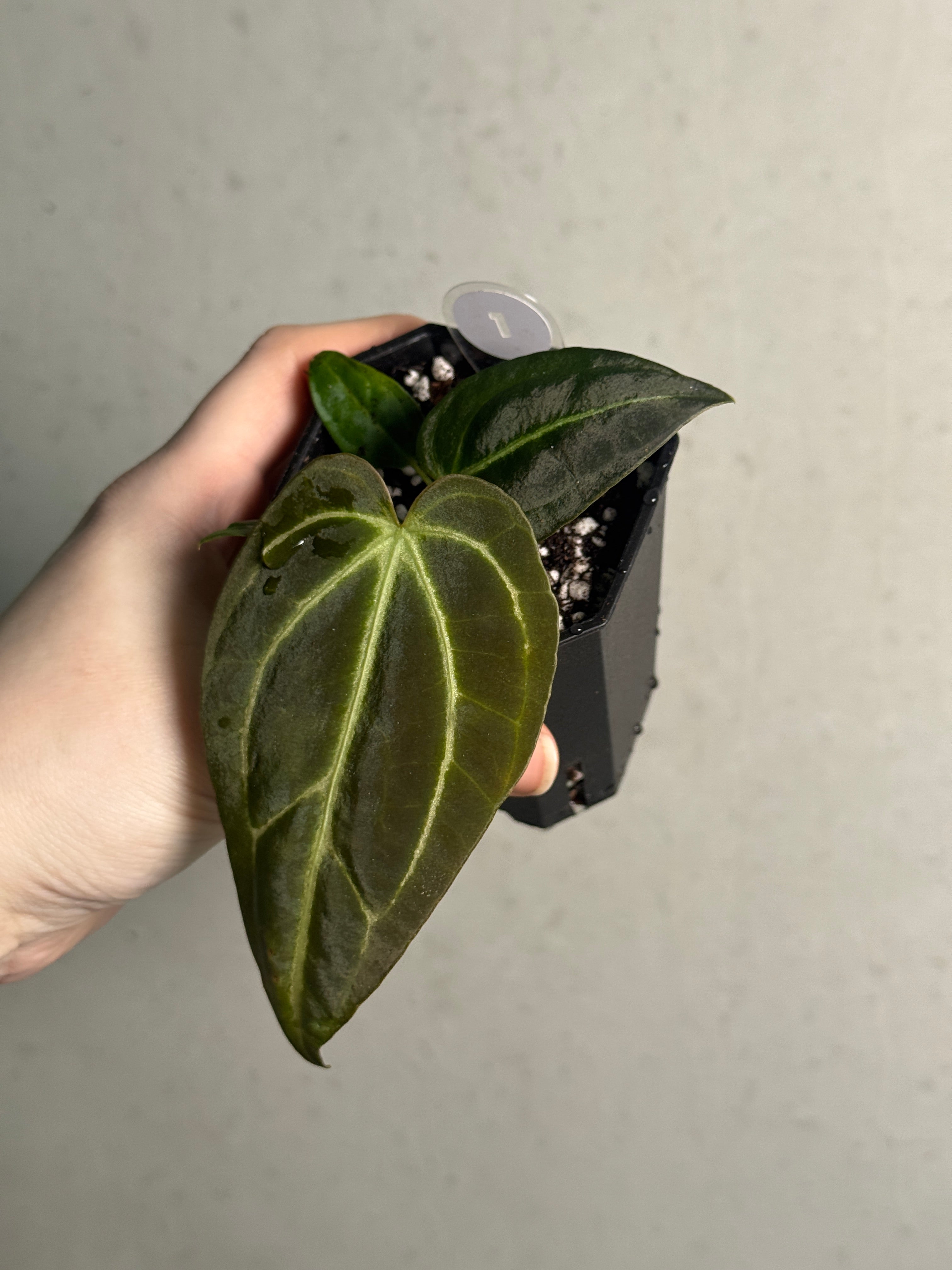 Anthurium Regale - SMUKHI