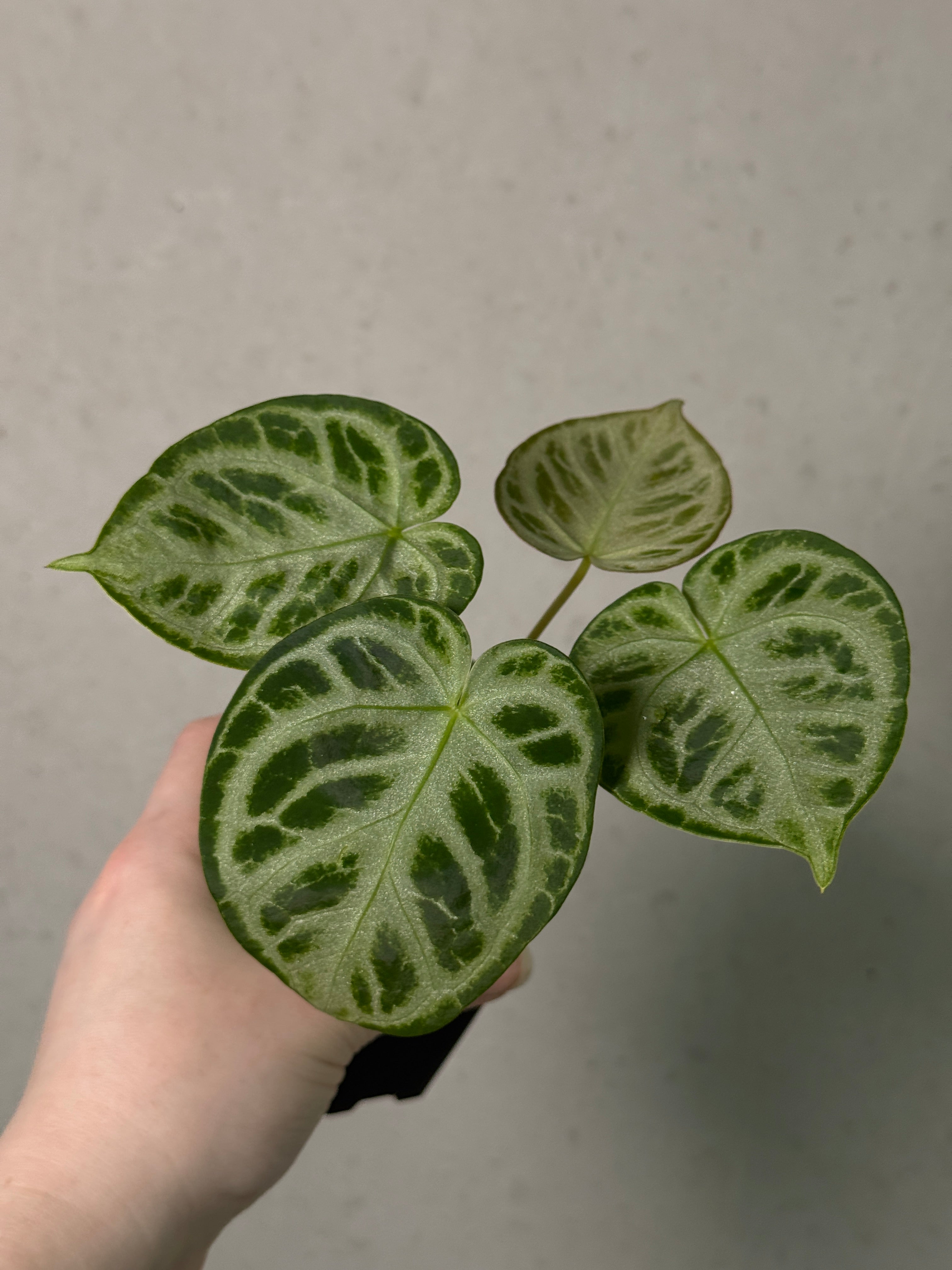 Anthurium 'Silver Blush'