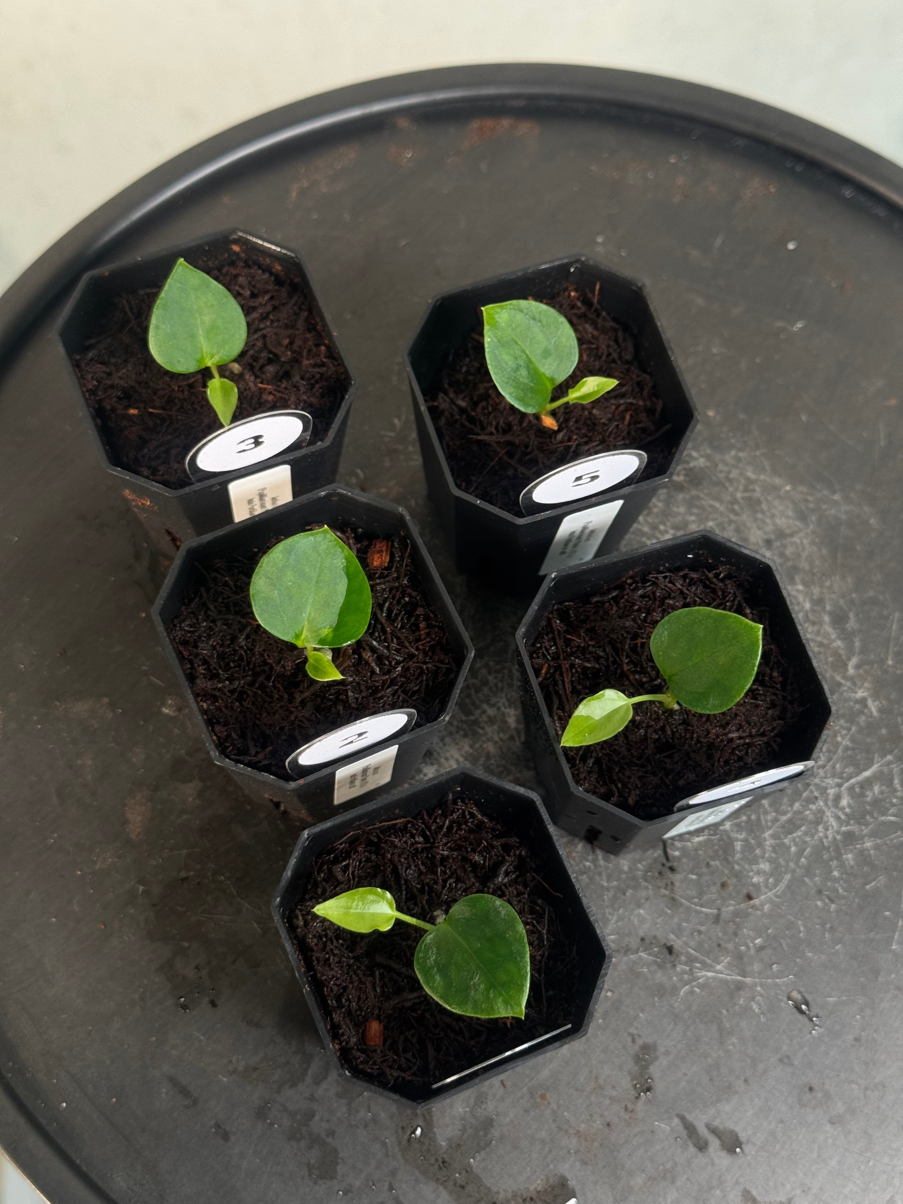 Anthurium (Papillilaminum 'Marie' x 'IL') x Indo Portillae or self - Seedlings