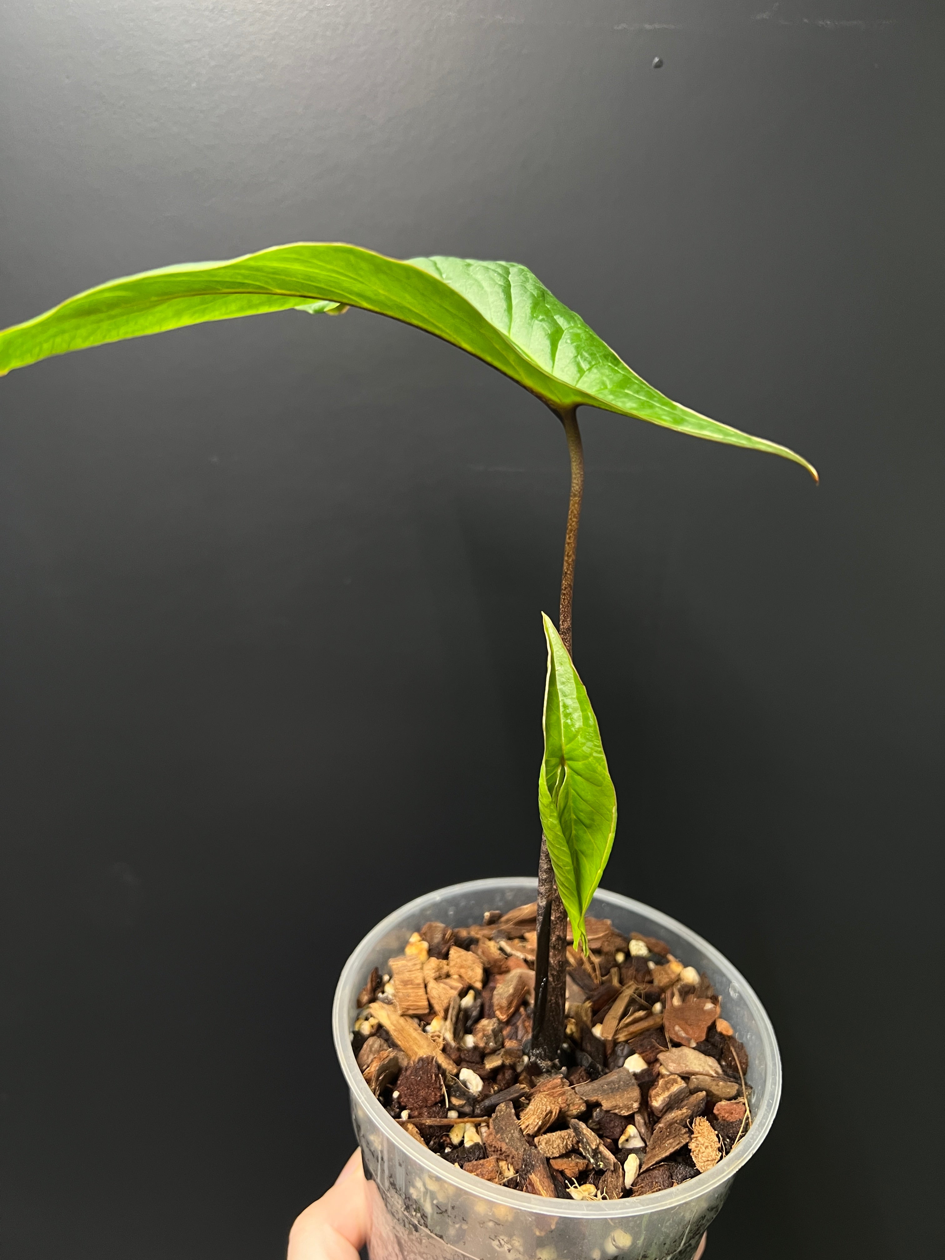 Cyrtosperma Hambalii