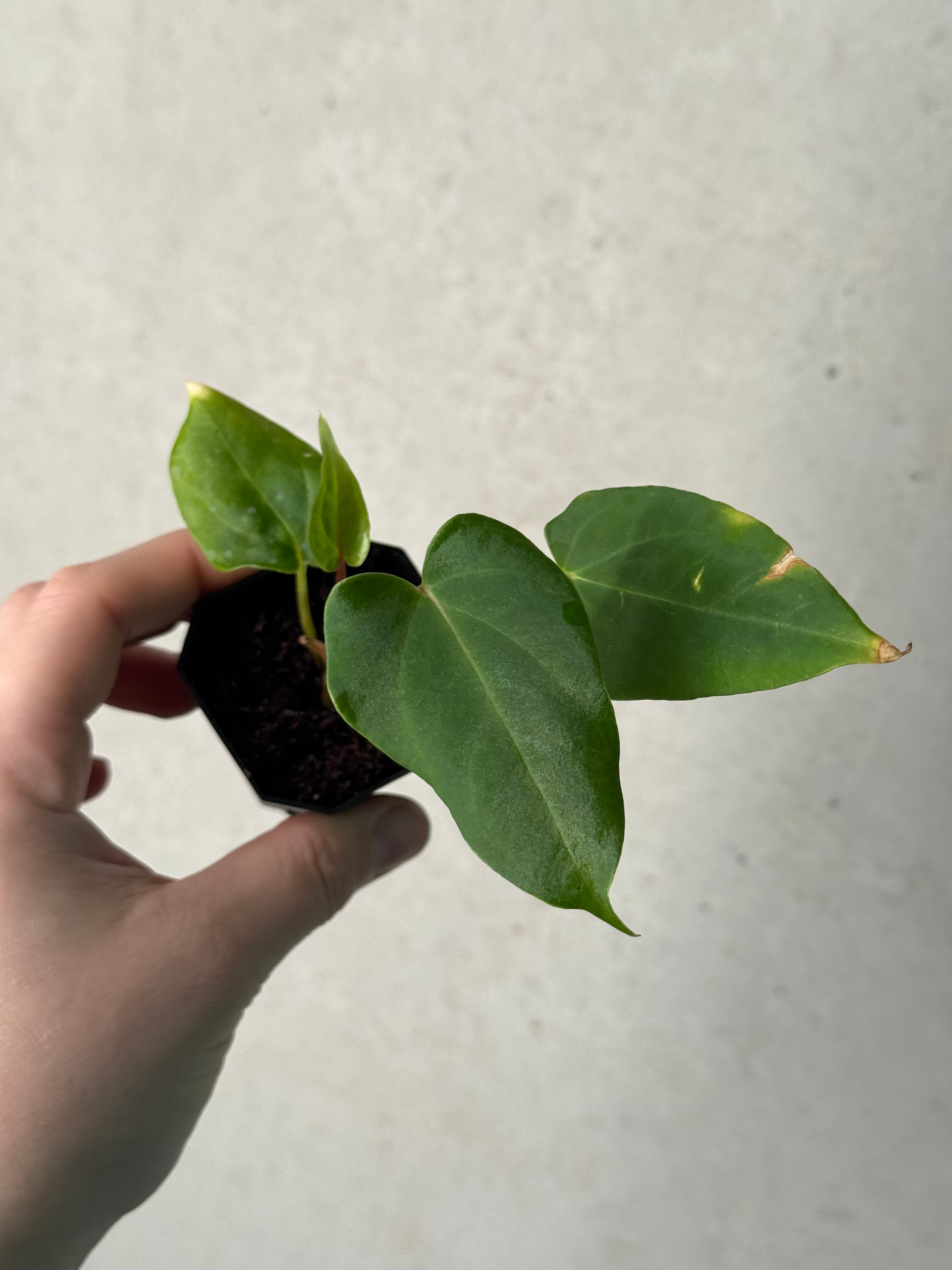 Anthurium ‘Dracula’ x self