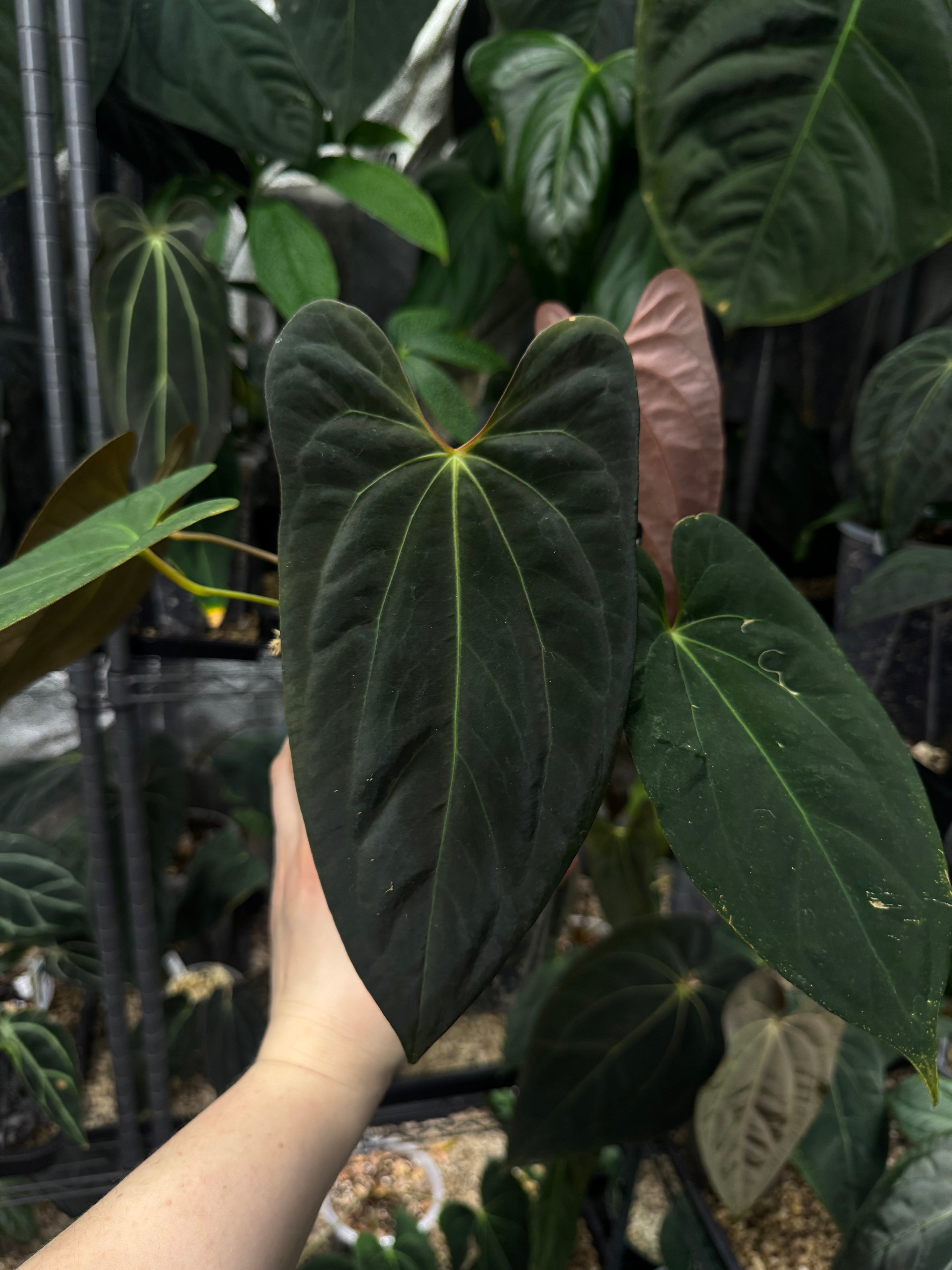 NFS: Anthurium Papillilaminum XOne x XOne - SMUKHI