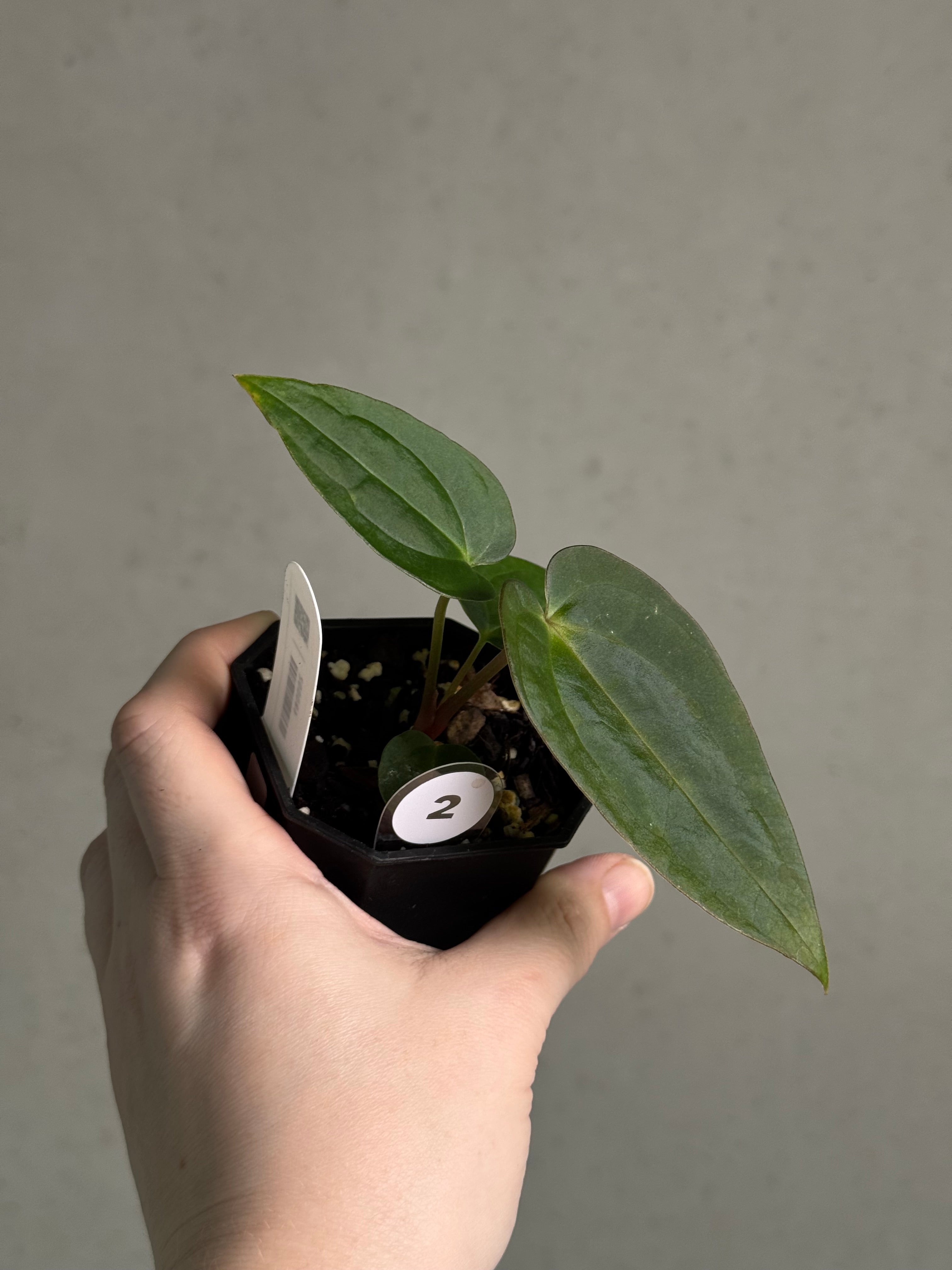 Anthurium (BVEP x Luxurians) x Carlablackiae ('Round' x GPH-001) - SMUKHI