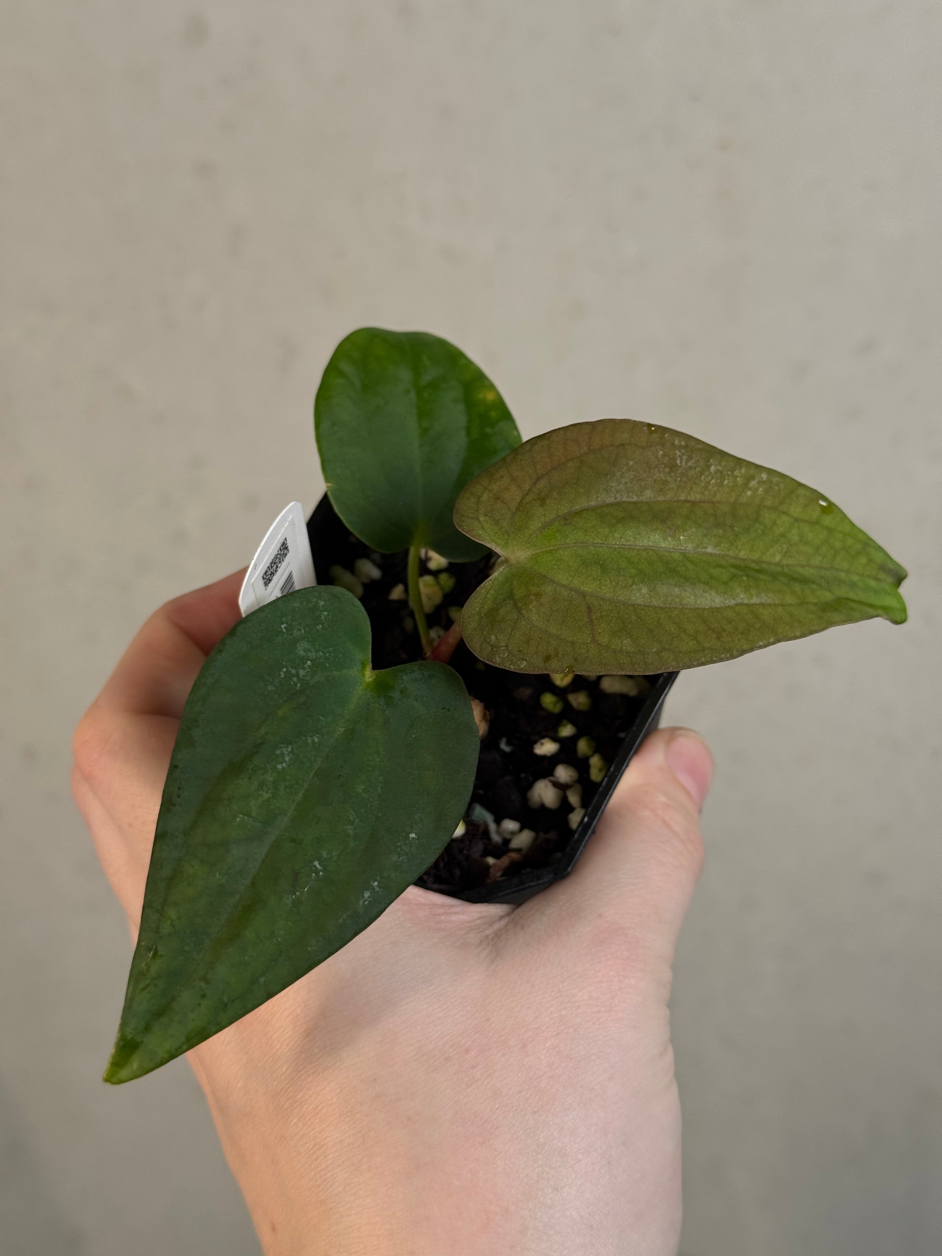 Anthurium sp. Nov DF x BVEP RA1 - Clone