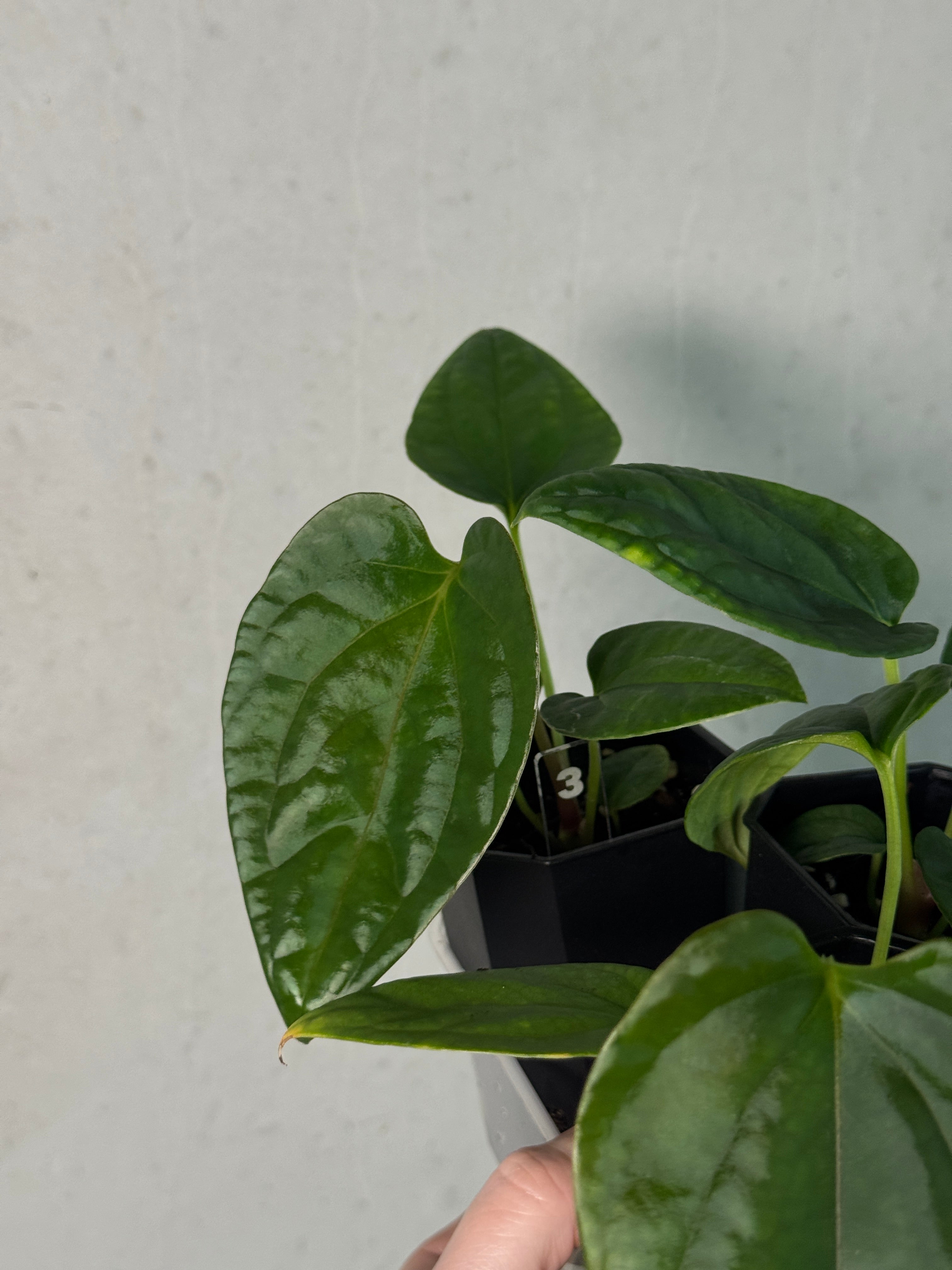 Anthurium Mr. Worldwide x Debile