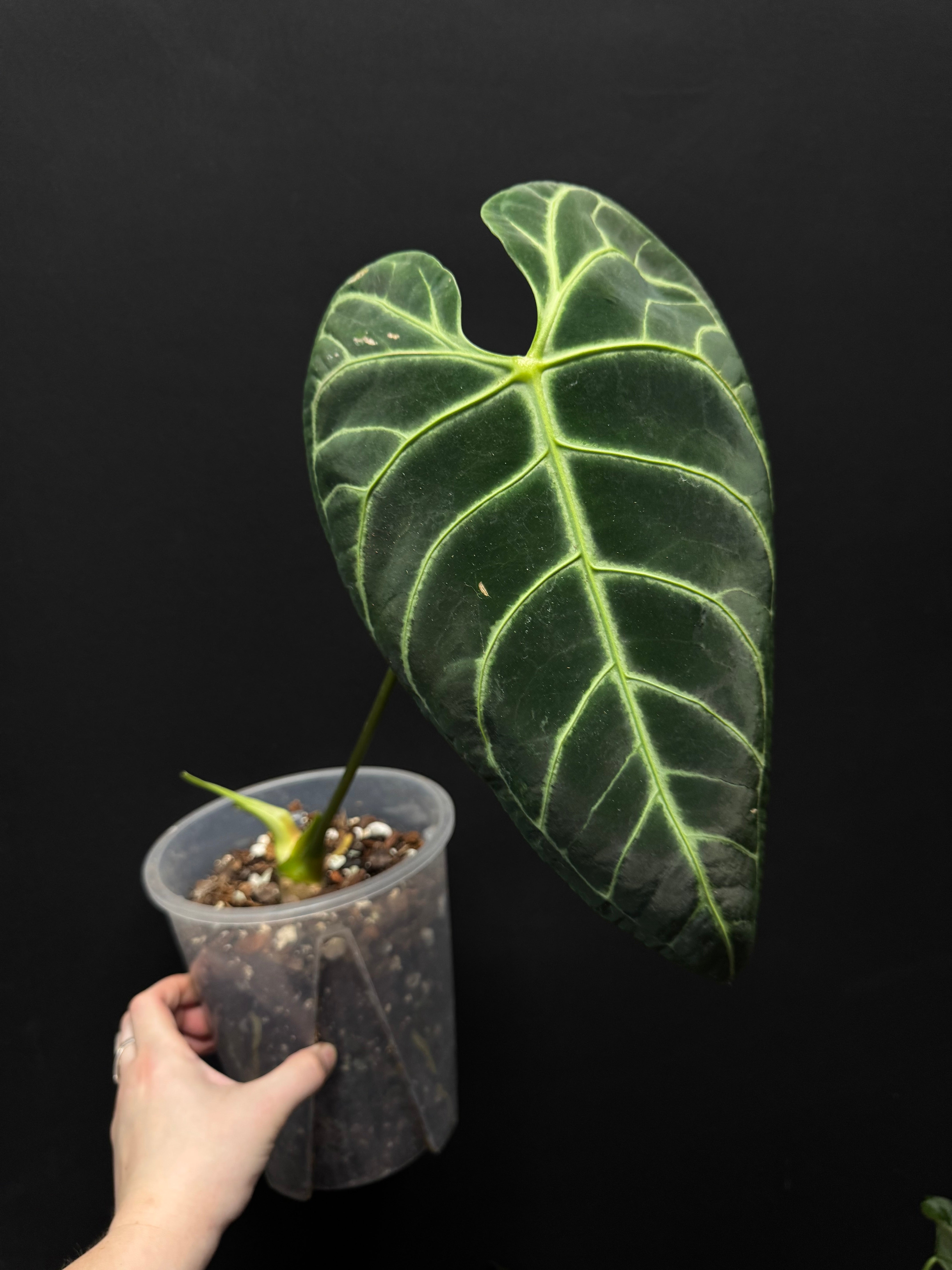 Anthurium Regale