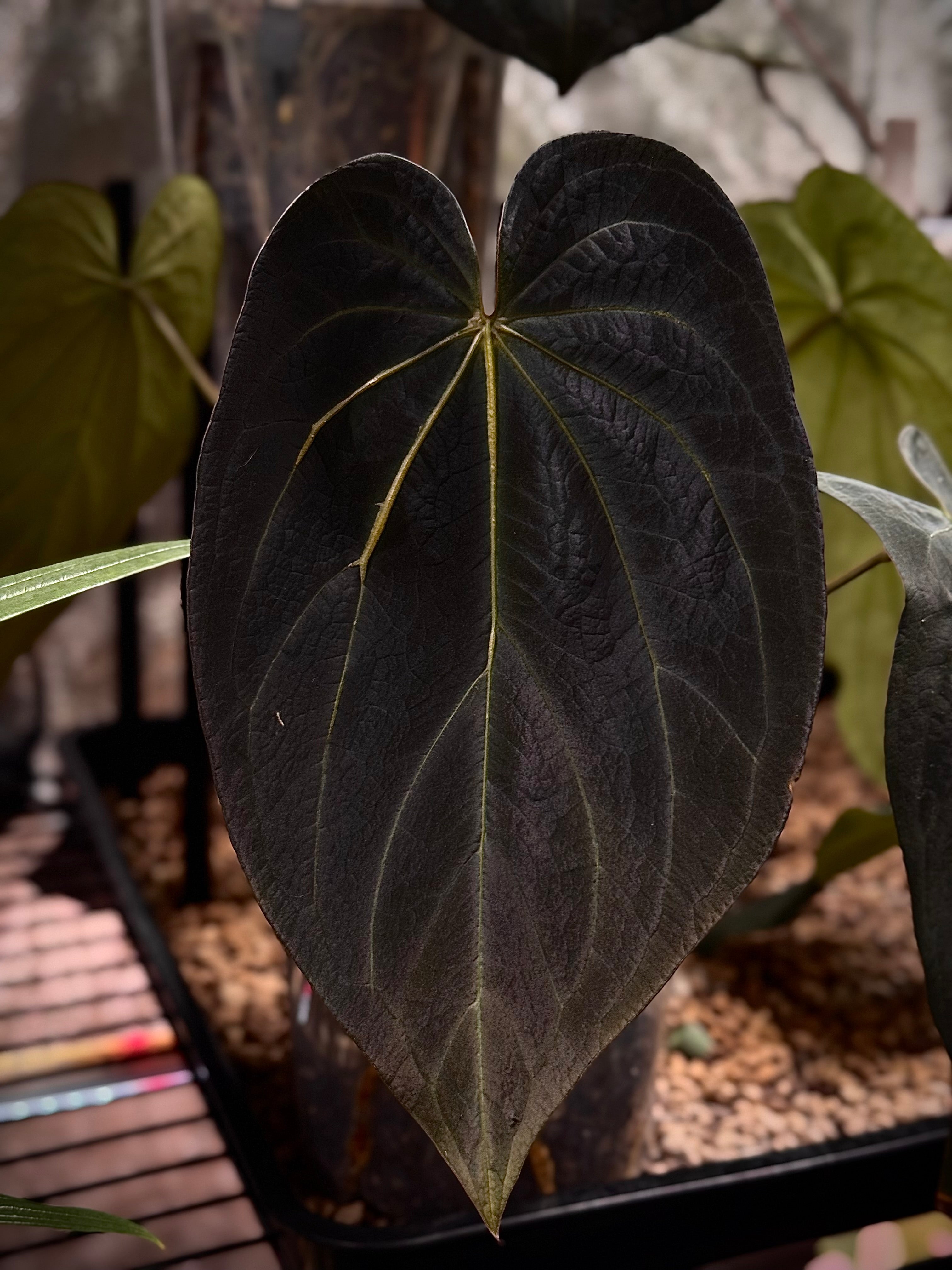 NFS: Anthurium Black Widow '13' X Red Velvet Cake '24'