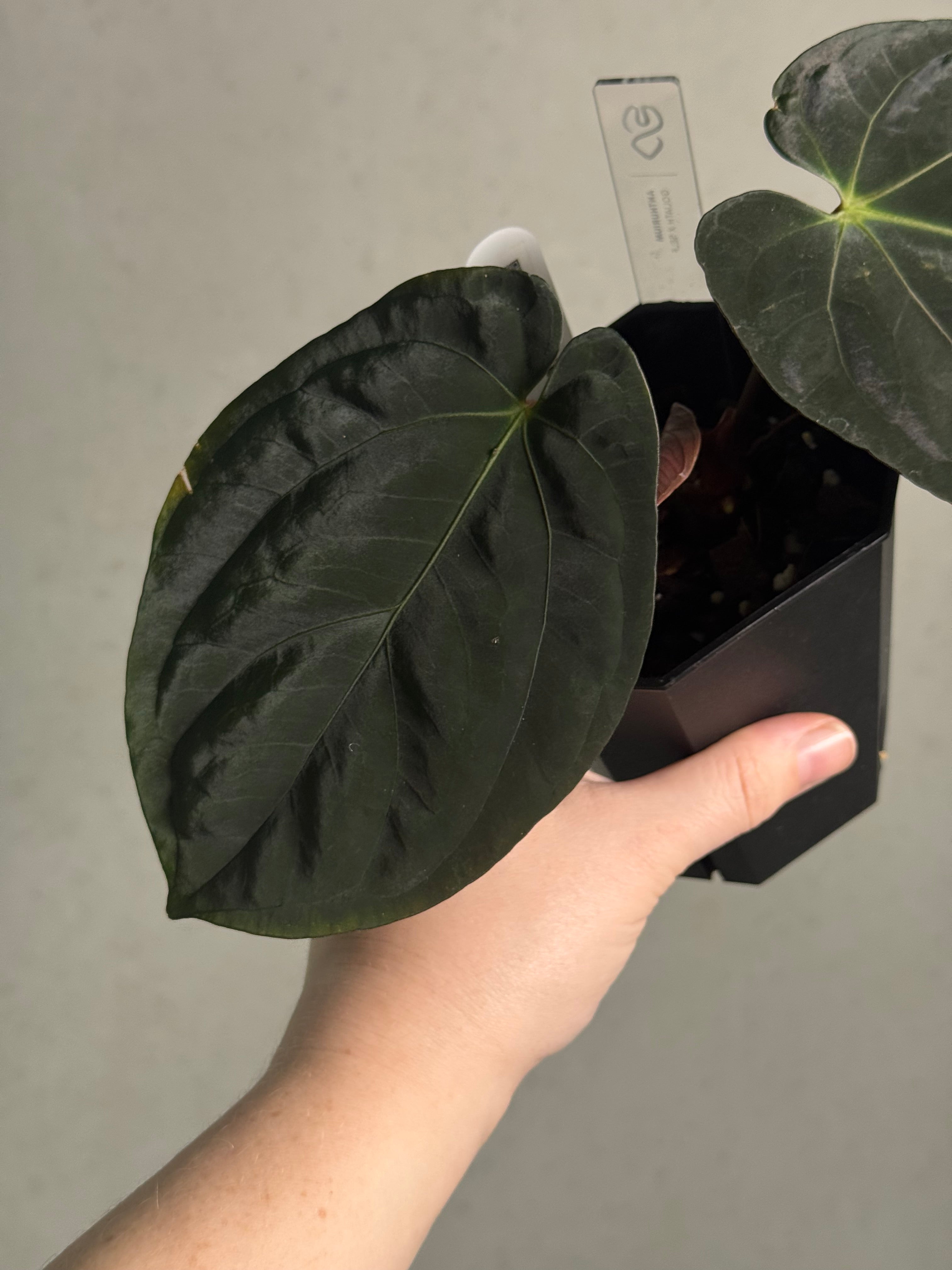 Anthurium Goliath x self