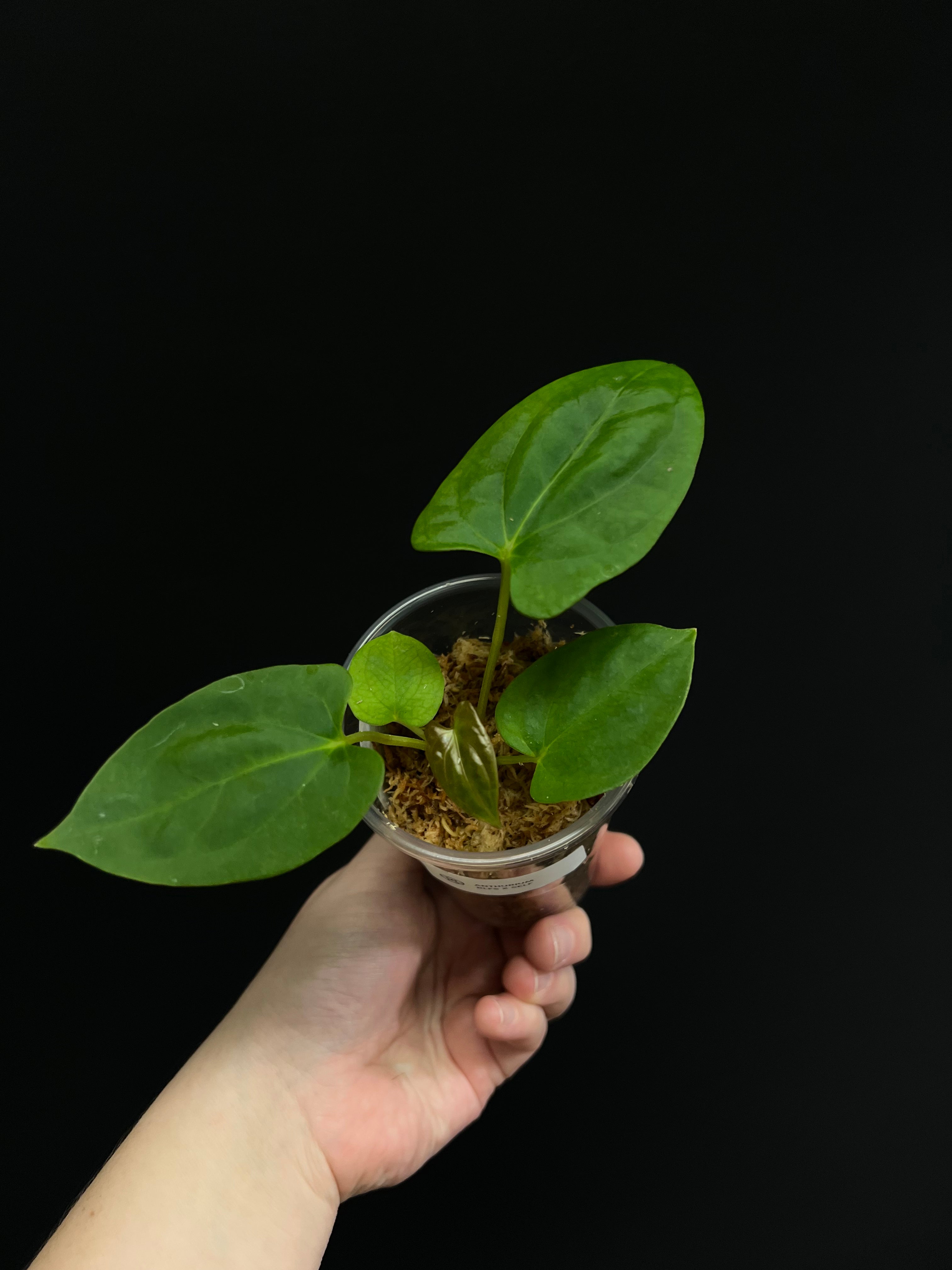 Anthurium RLFS x self - Small Plants