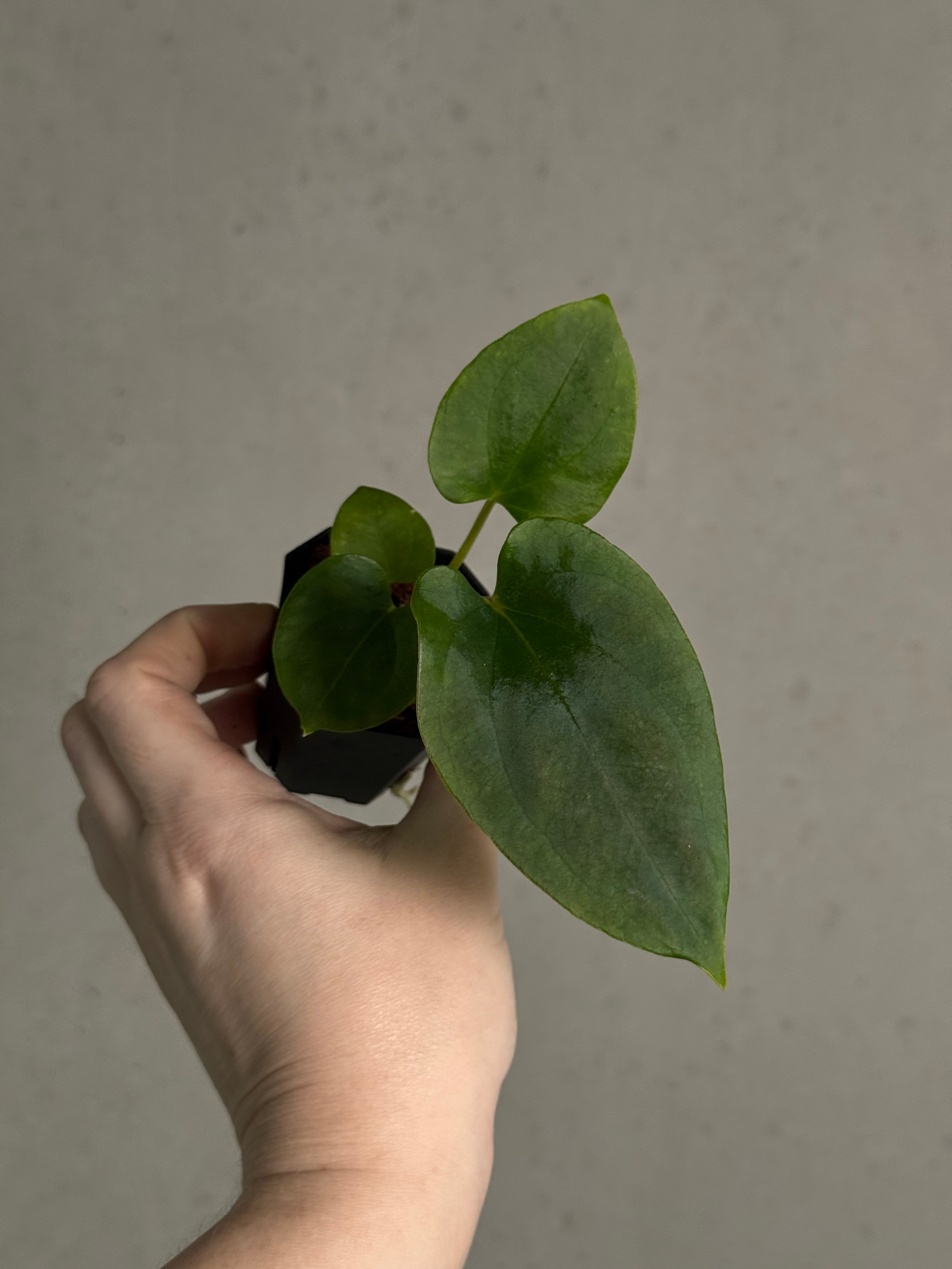 Anthurium (Fort Sherman x Dressleri RG) x (Ralph Lynam x self) - SMUKHI