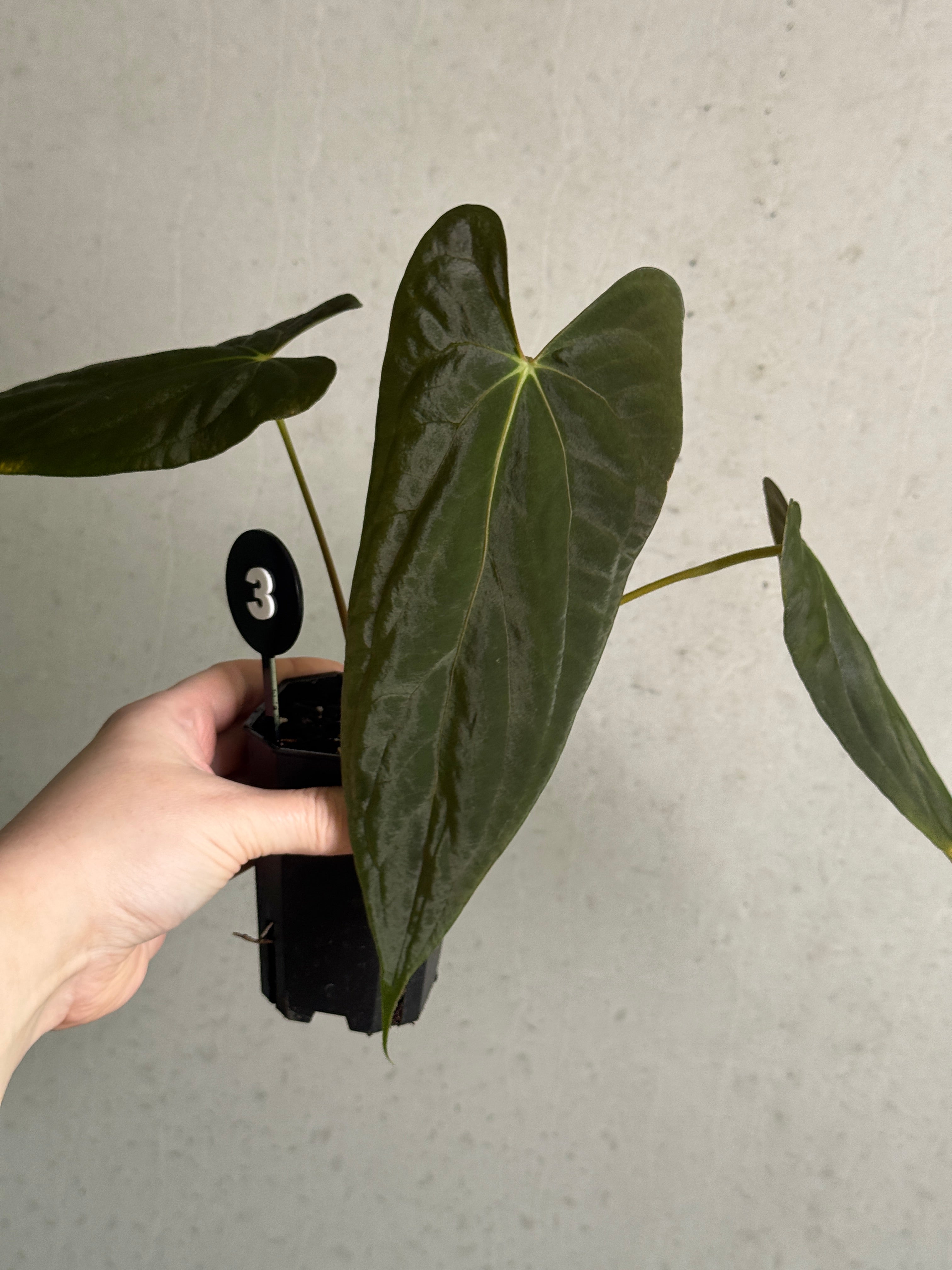 Anthurium Fort Sherman S1 x Ralph Lynam x Fort Sherman plant by SMUKHI with glossy green leaves and vibrant red flowers.