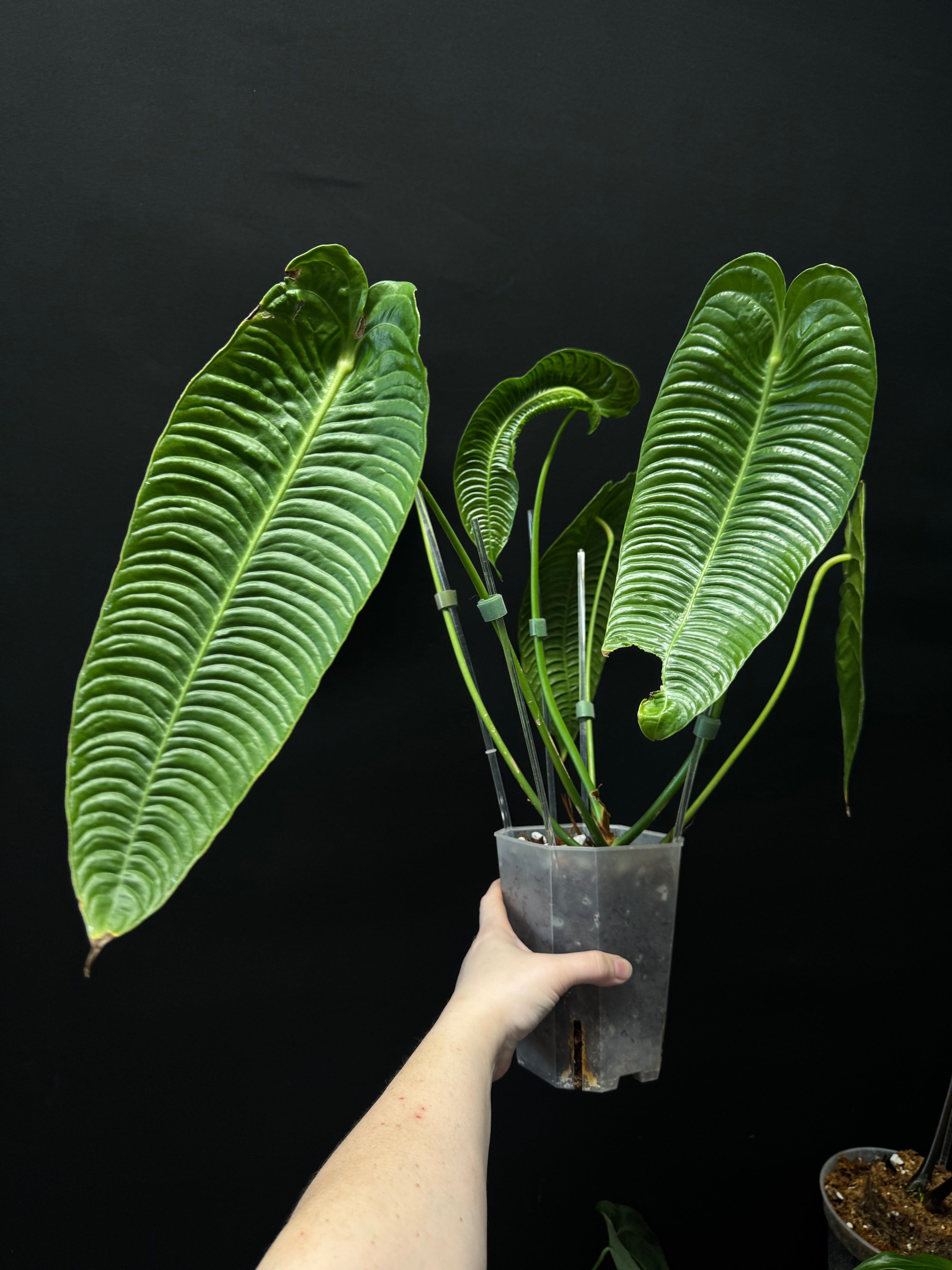 Anthurium Veitchii