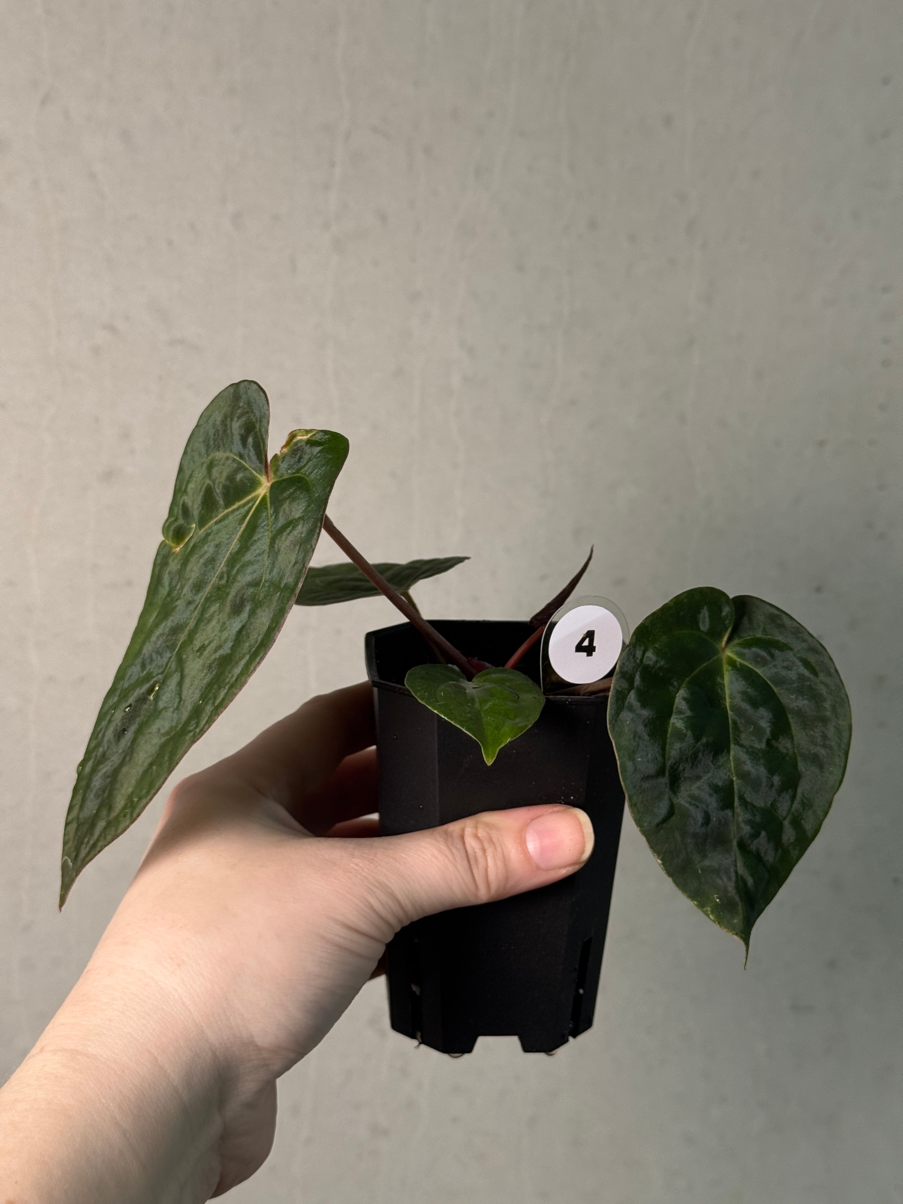 Anthurium Papillilaminum 'Guna Yala' x (Zara x Michelle) - SMUKHI