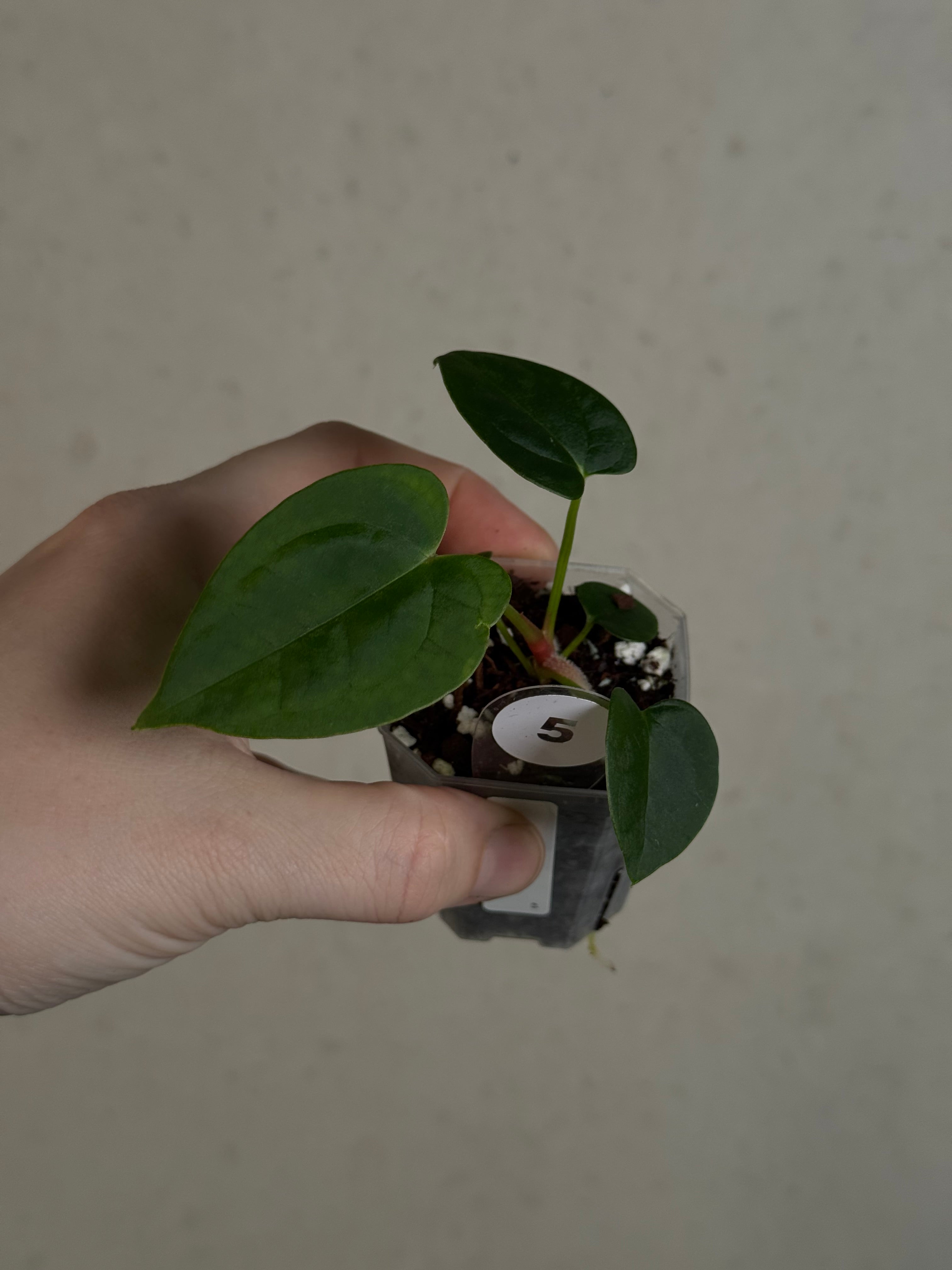 Anthurium (Blue Papillilaminum x Forgetii) x (Papillilaminum XOne x XOne)