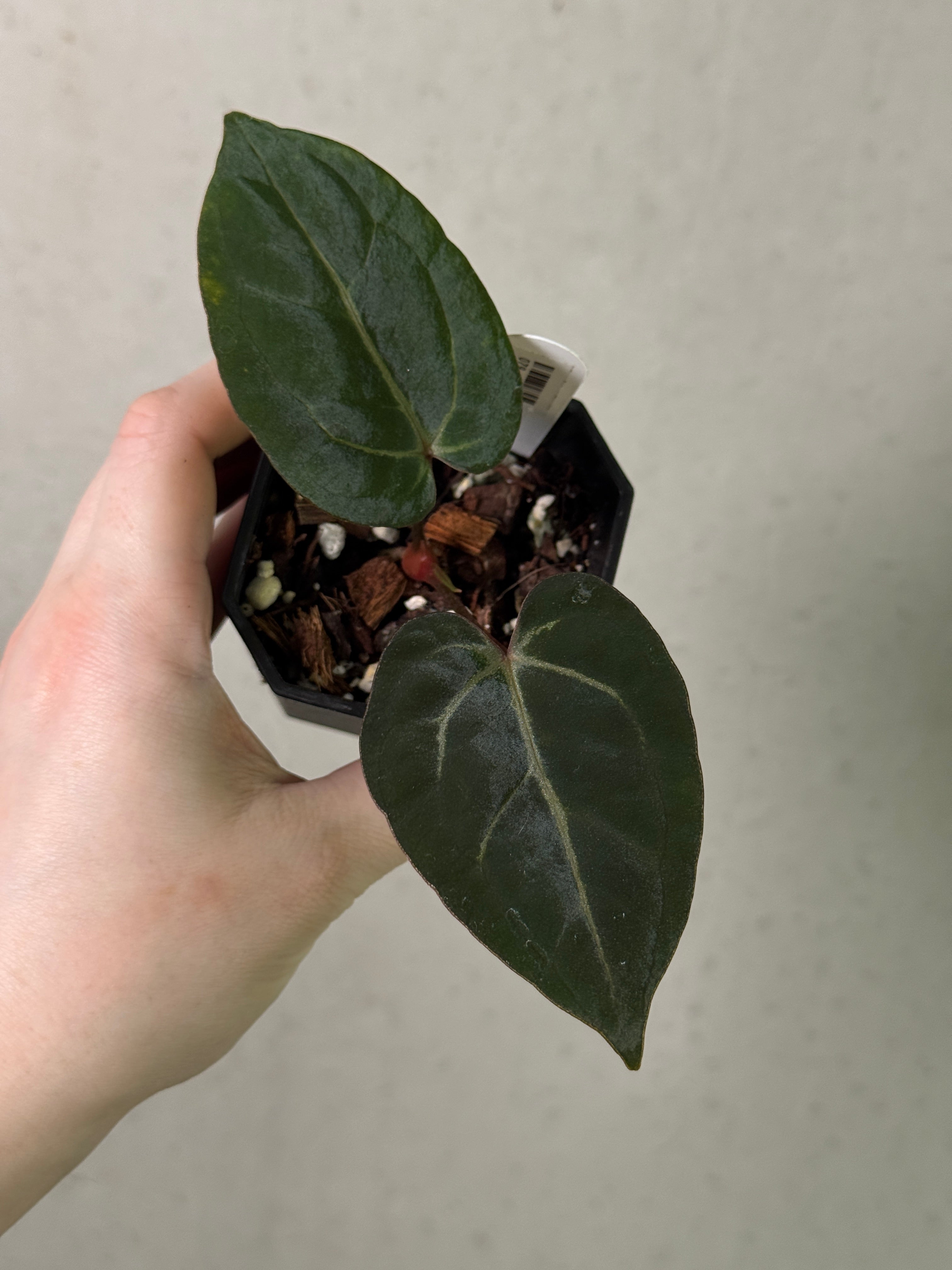 Anthurium Carlablackiae ('Round' x GPH-001) x Portillae 'Dorito' - Clone(s)