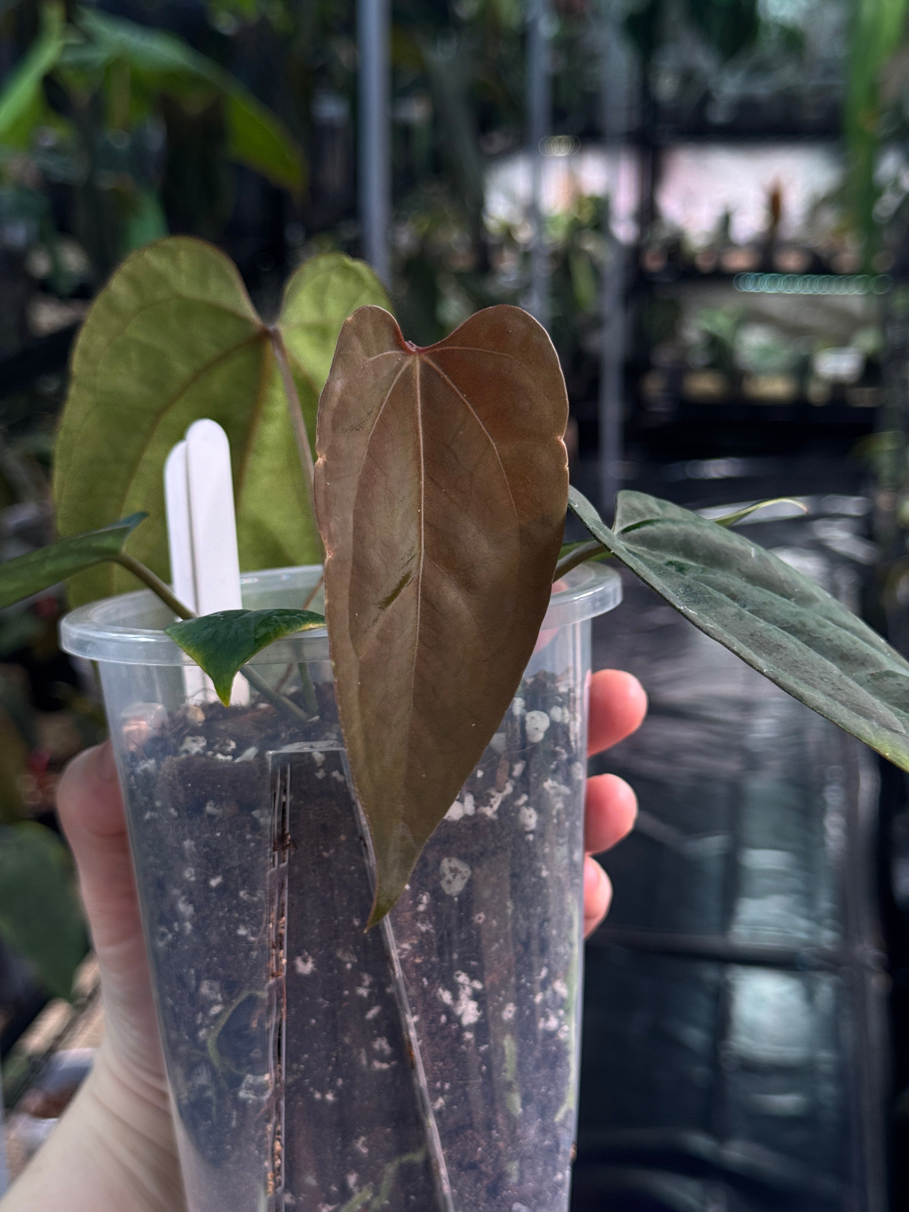 Anthurium Ace of Spades Dark Form x Portillae ‘Dorito’