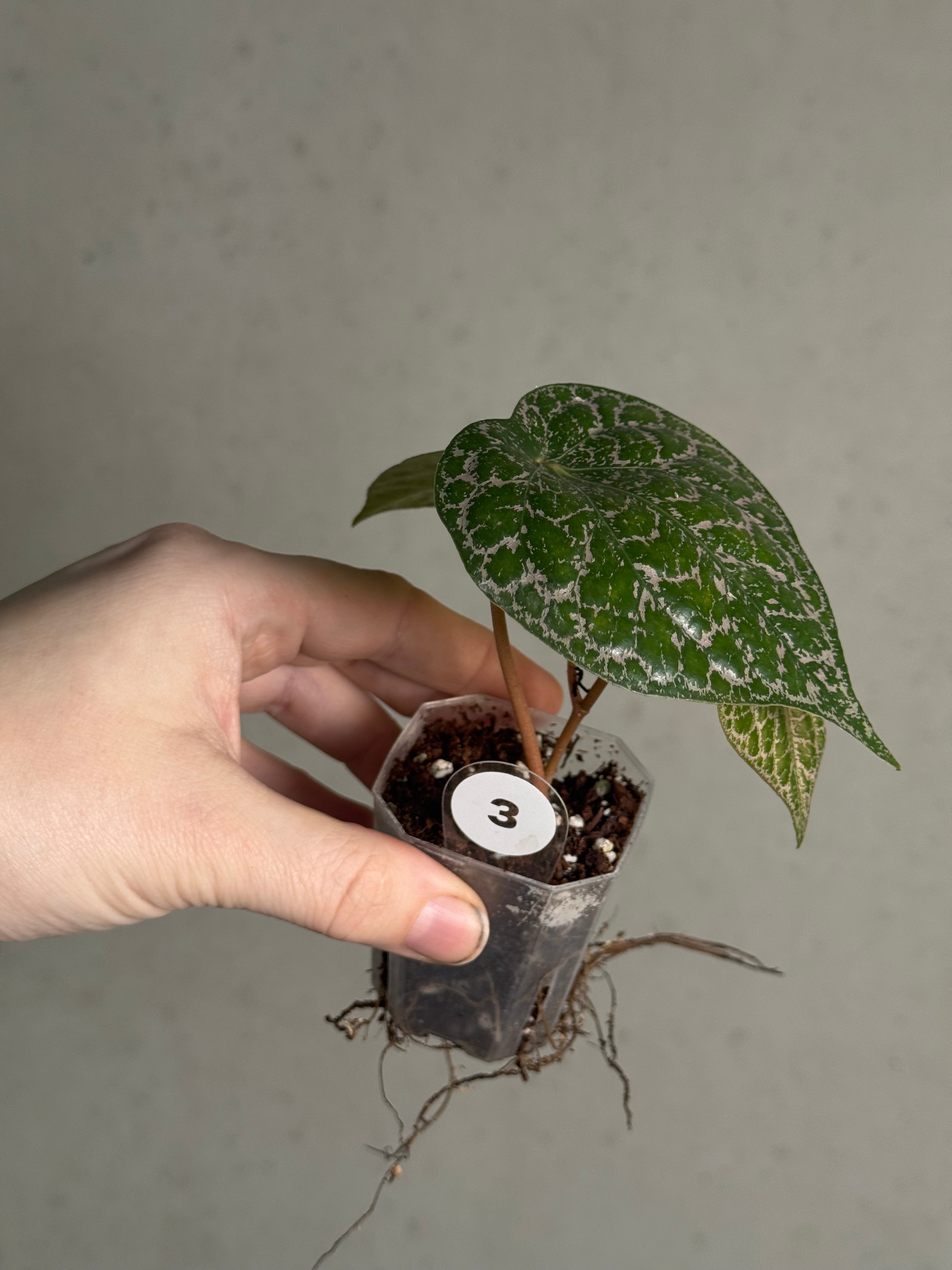 Piper Crocatum - SMUKHI