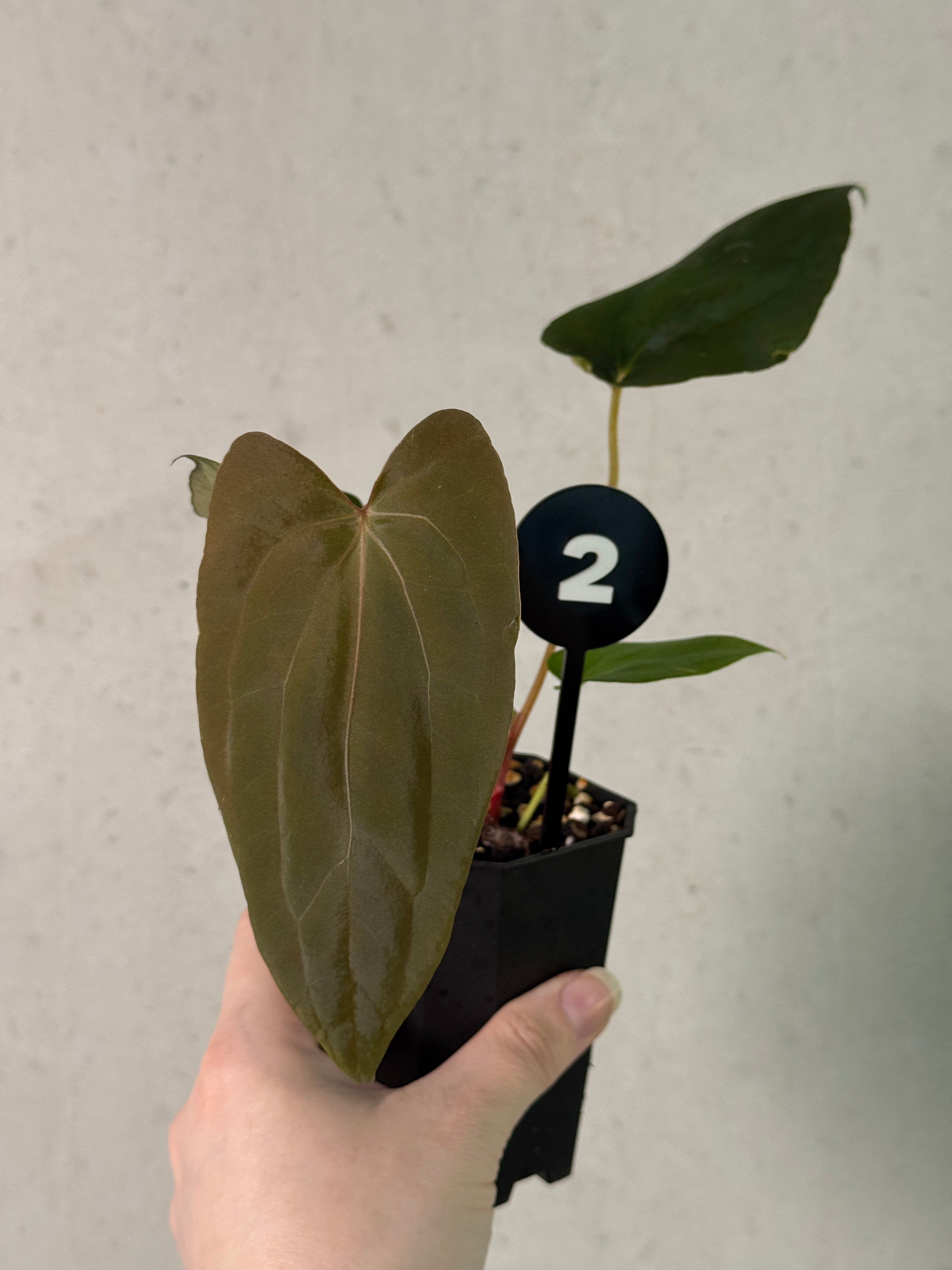 Anthurium Fort Sherman S1 x (Ralph Lynam x Fort Sherman)