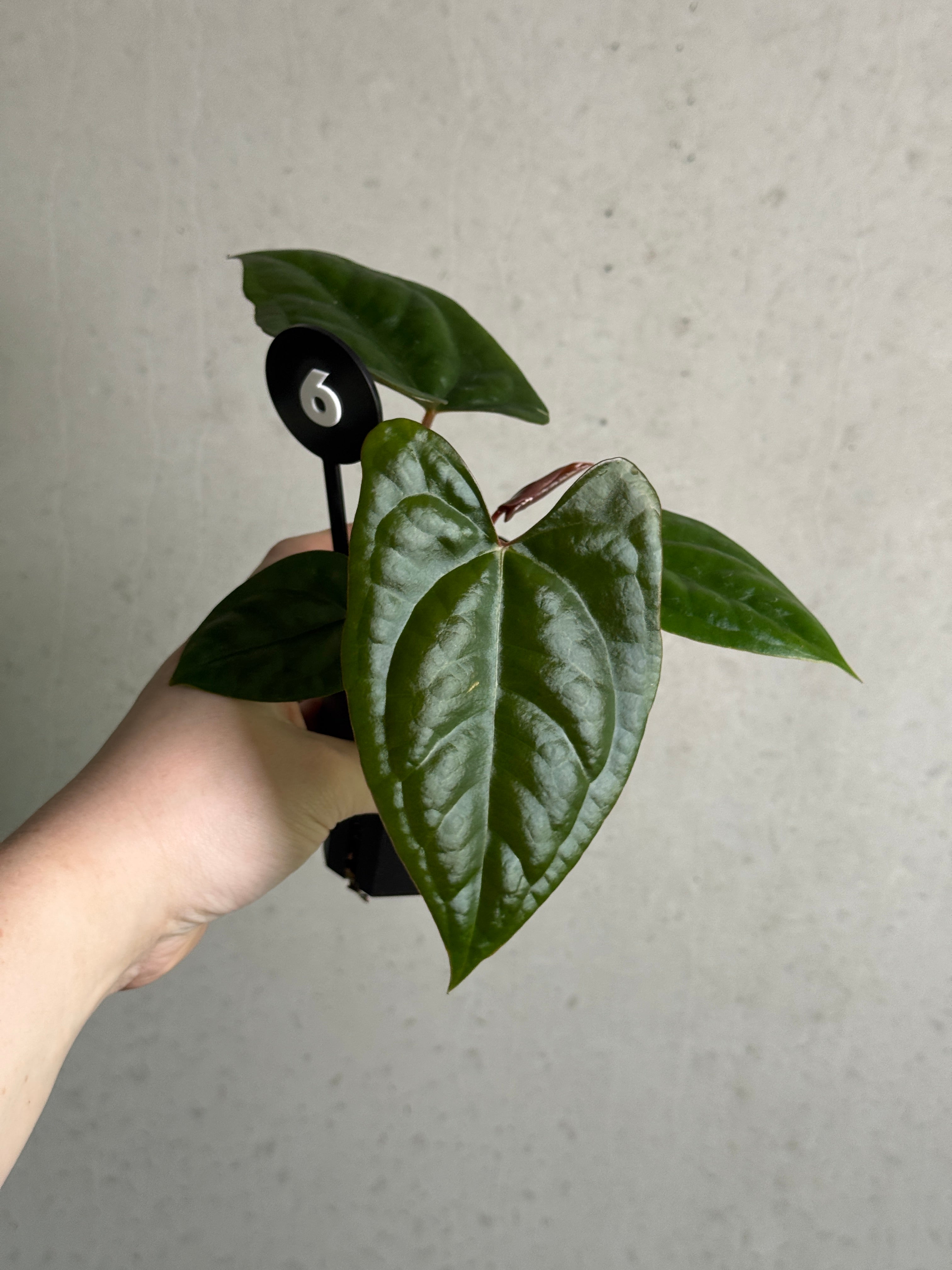 Dark Phoenix and Goliath Anthurium plant from SMUKHI with lush, dark green leaves and vibrant spathes, showcasing tropical foliage.