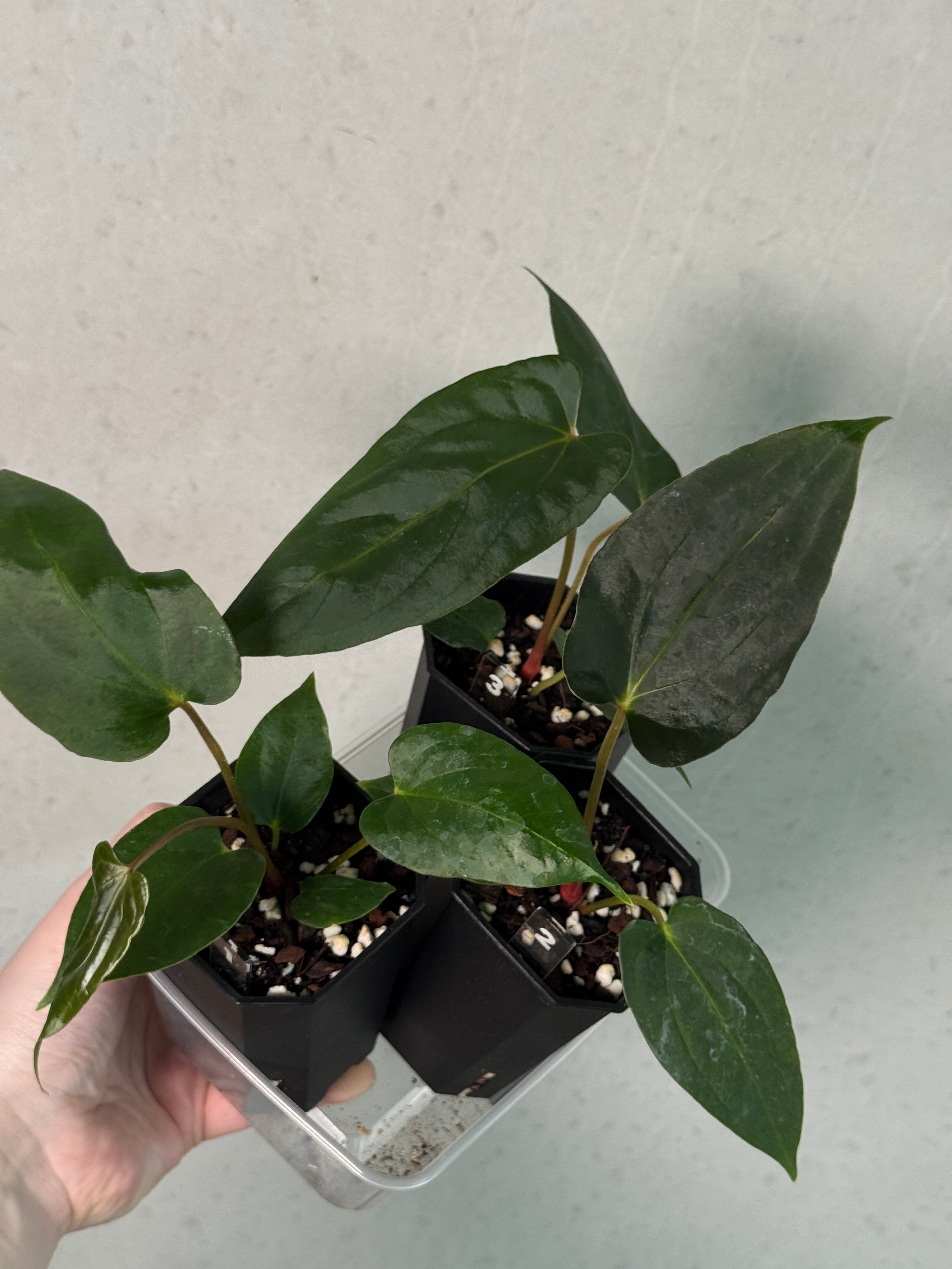 Anthurium Fort Sherman S1 x (Ralph Lynam x Fort Sherman)