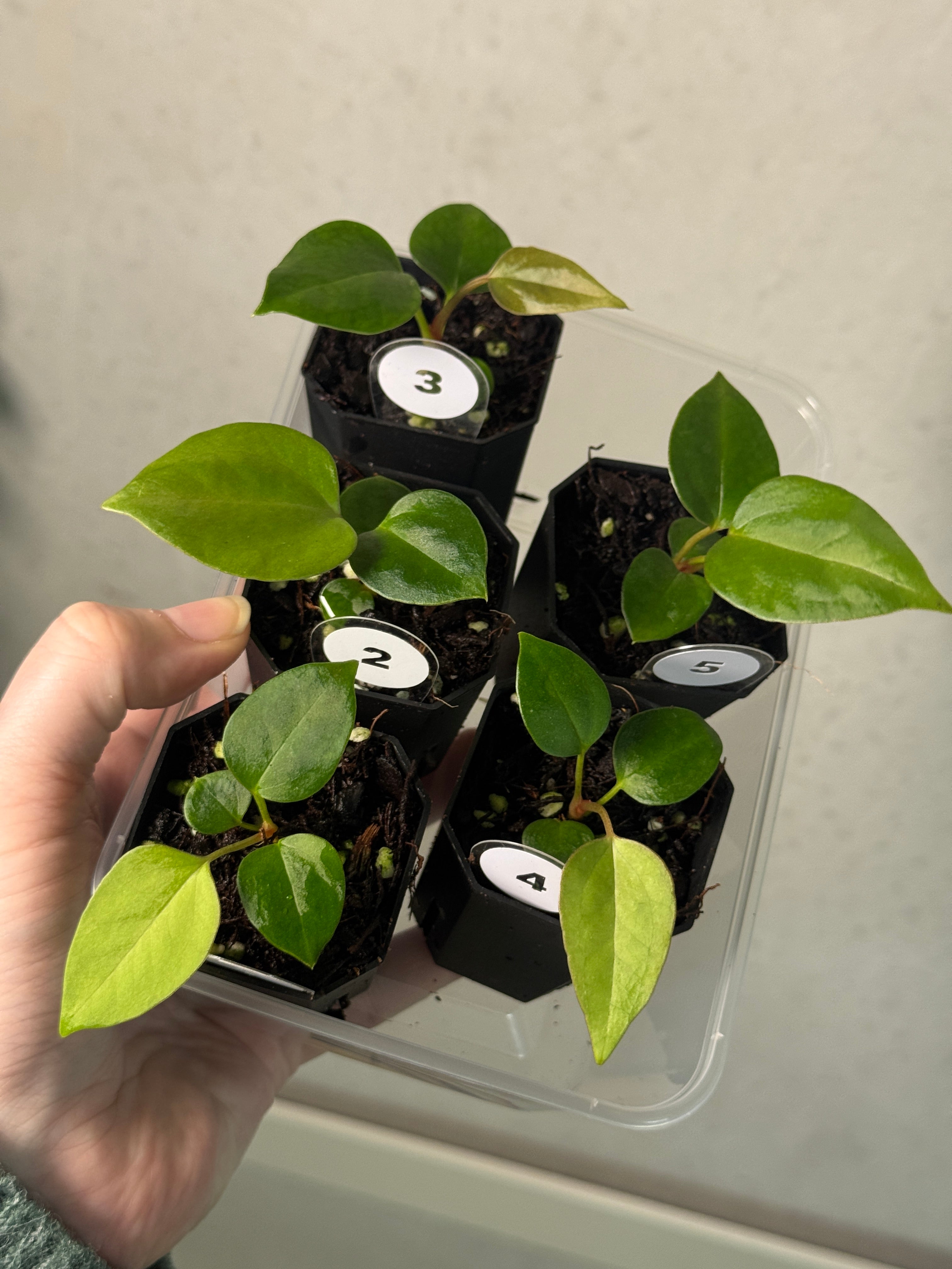 Anthurium ('Cobra' x Fort Sherman) x Indo Portillae or self - SMUKHI