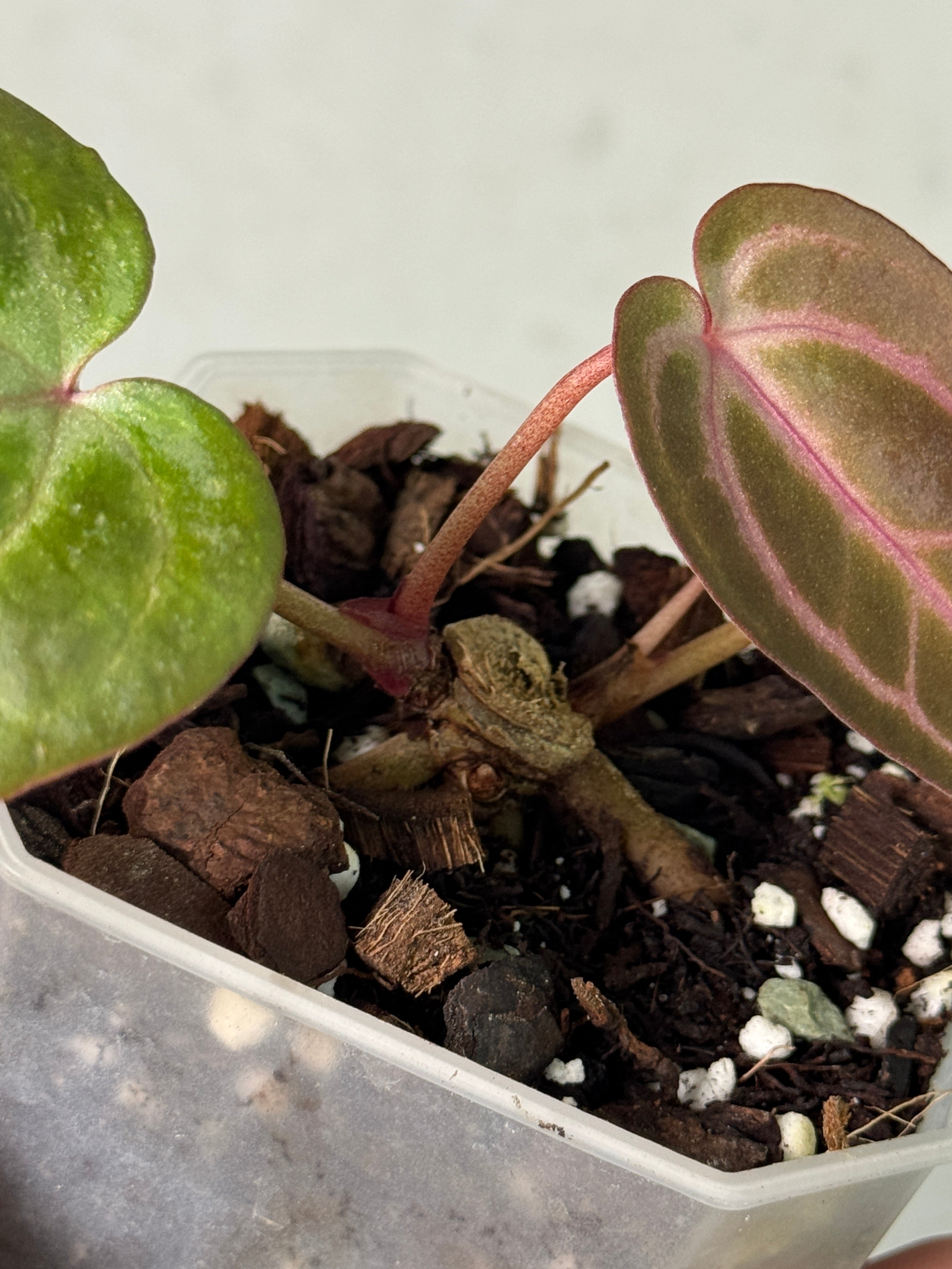 Anthurium Home, Sweet Home '32' x Red Velvet Cake '24' - Clone