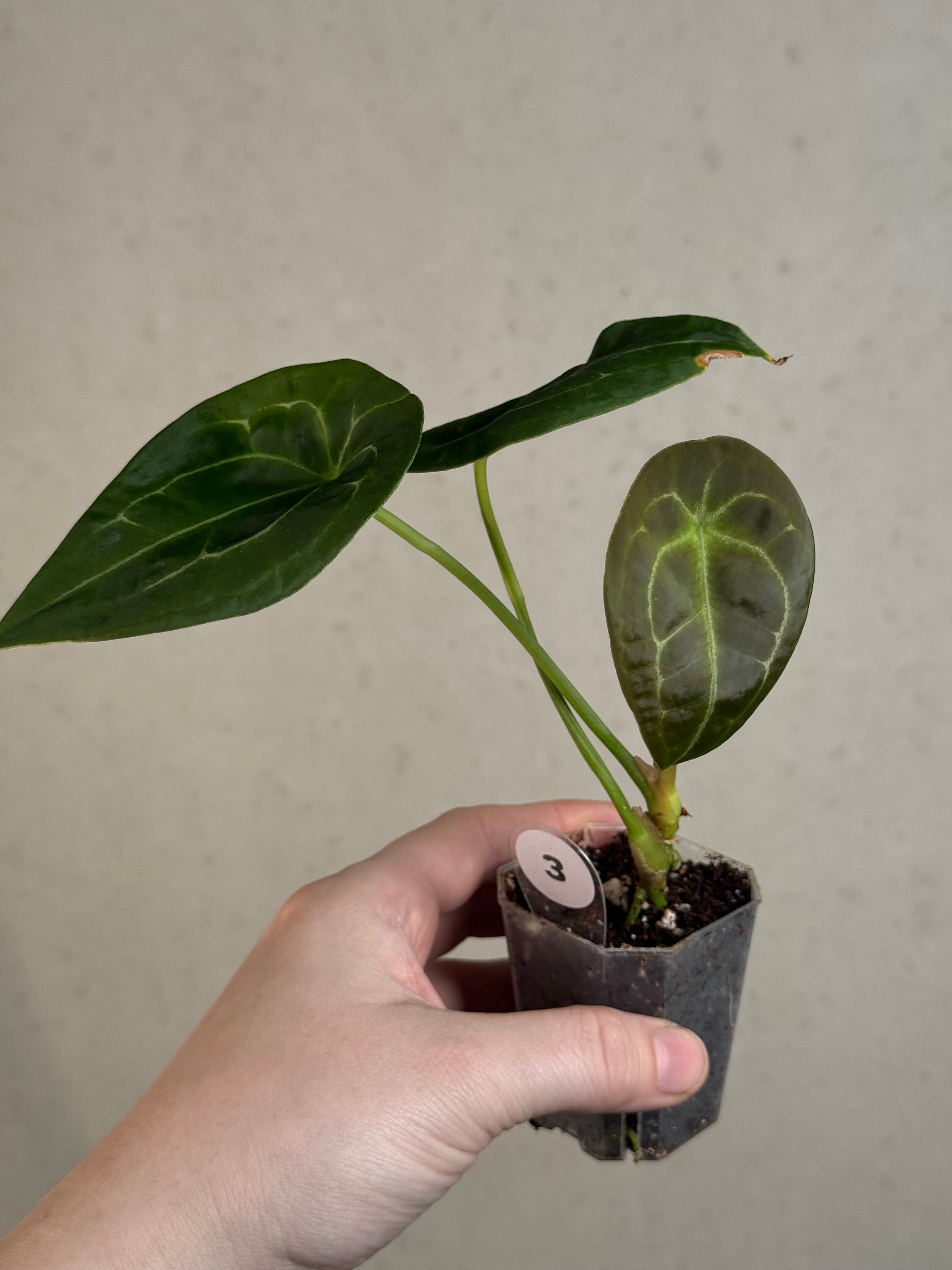 B-Grade/Sad Plants - Various Plants