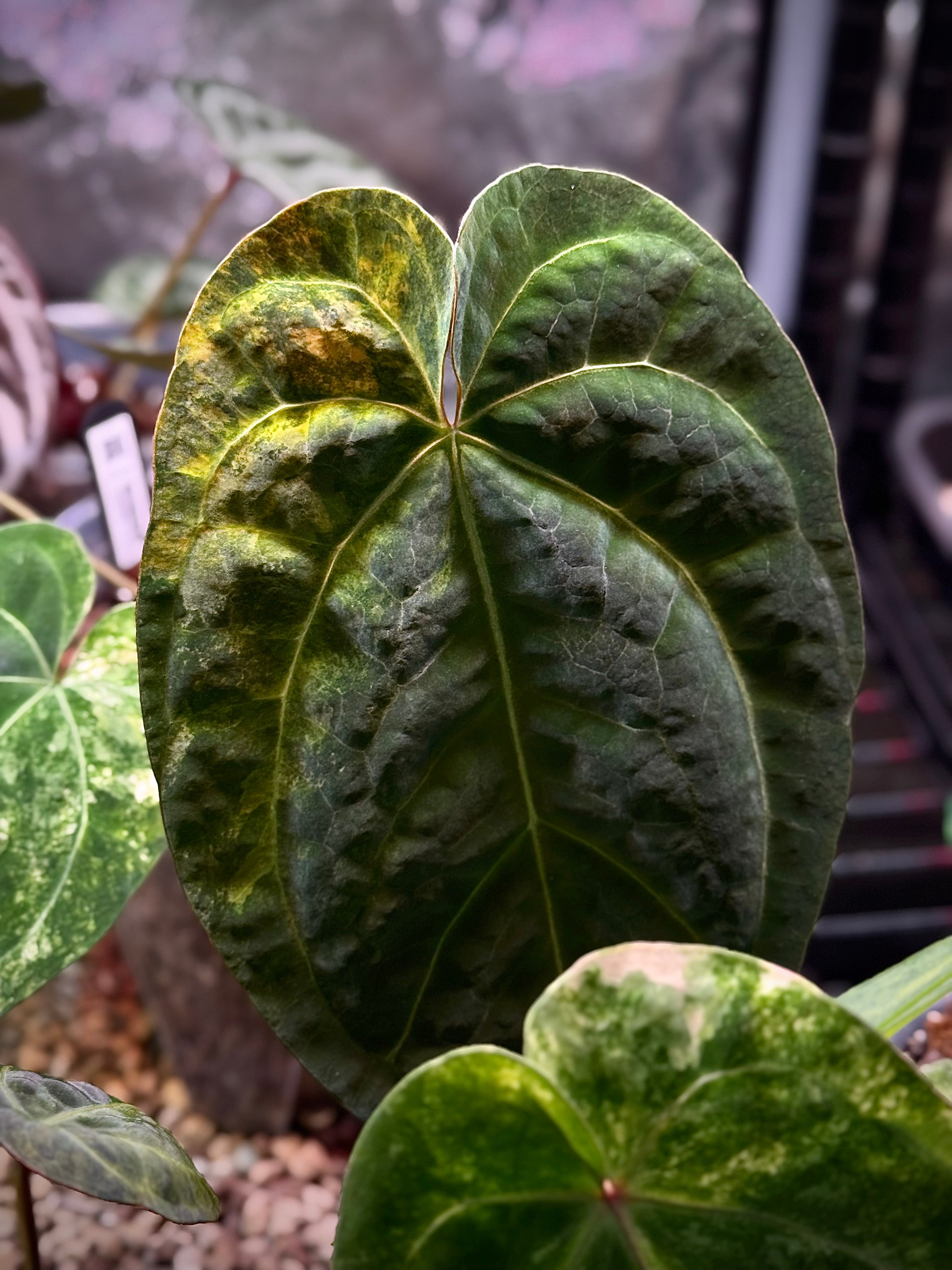 NFS: Anthurium Papillilaminum variegata x RVDP - SMUKHI
