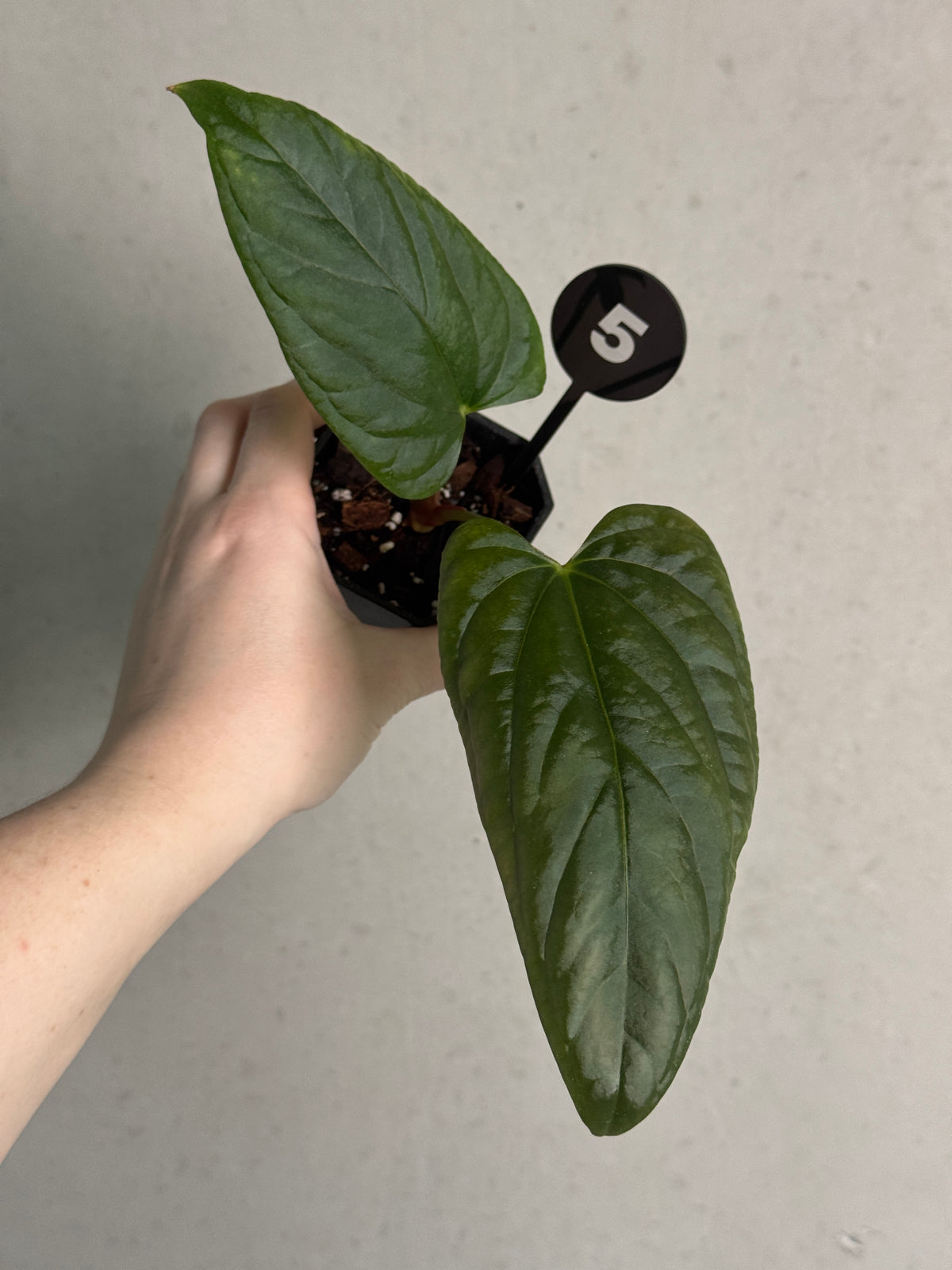 SMUKHI Anthurium plant with lush green leaves and vibrant red flowers, showcasing a healthy, value-grade indoor houseplant.