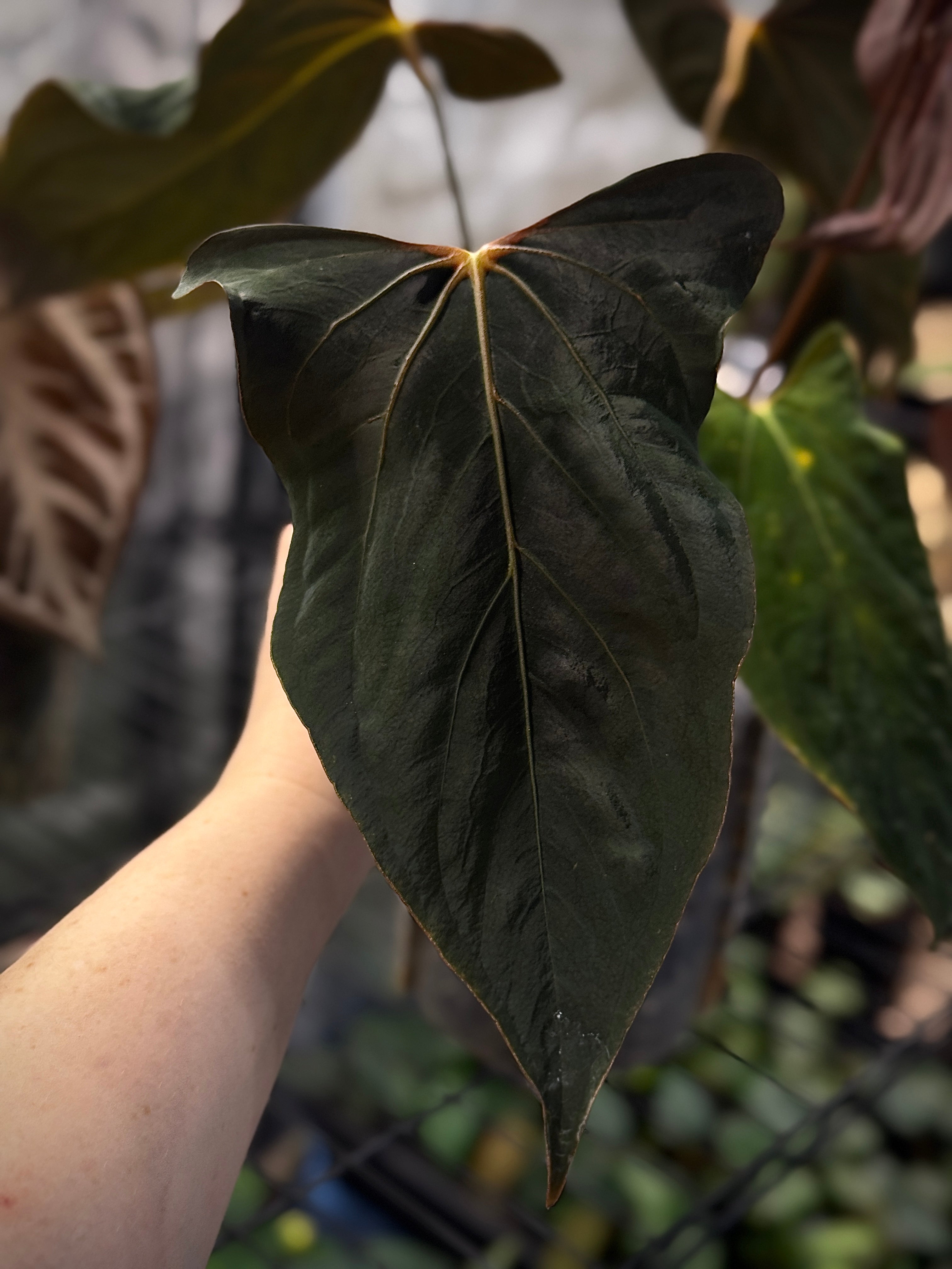 NFS: Anthurium Ralph Lynam x self