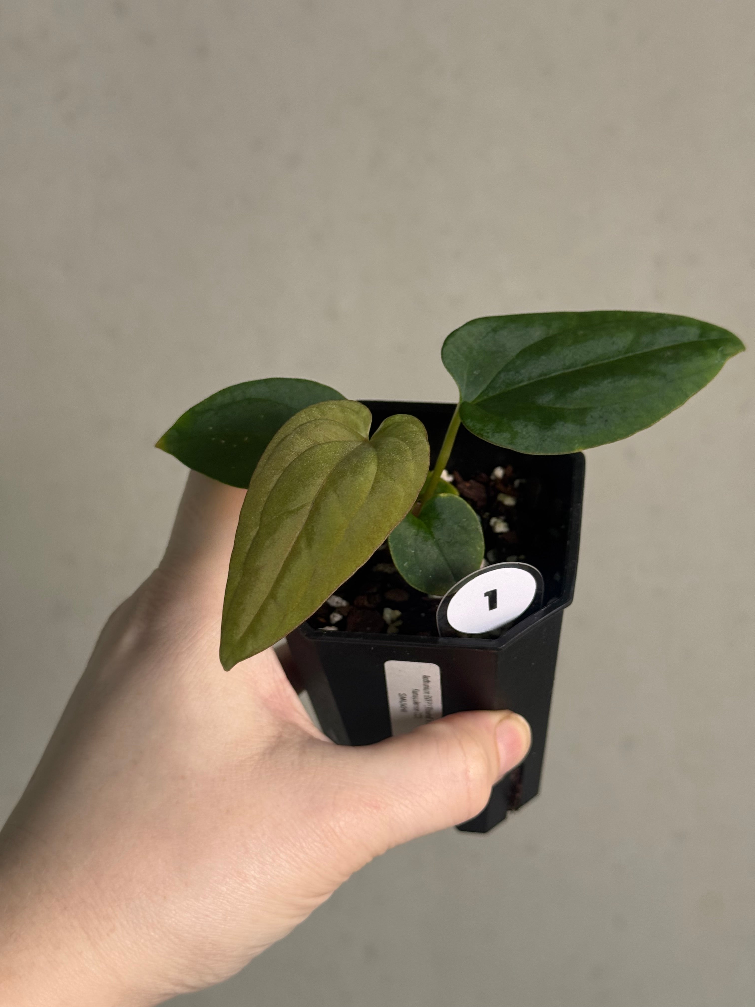 Anthurium BVEP ('Round' x RA1) x Kunayalense CC1 - SMUKHI