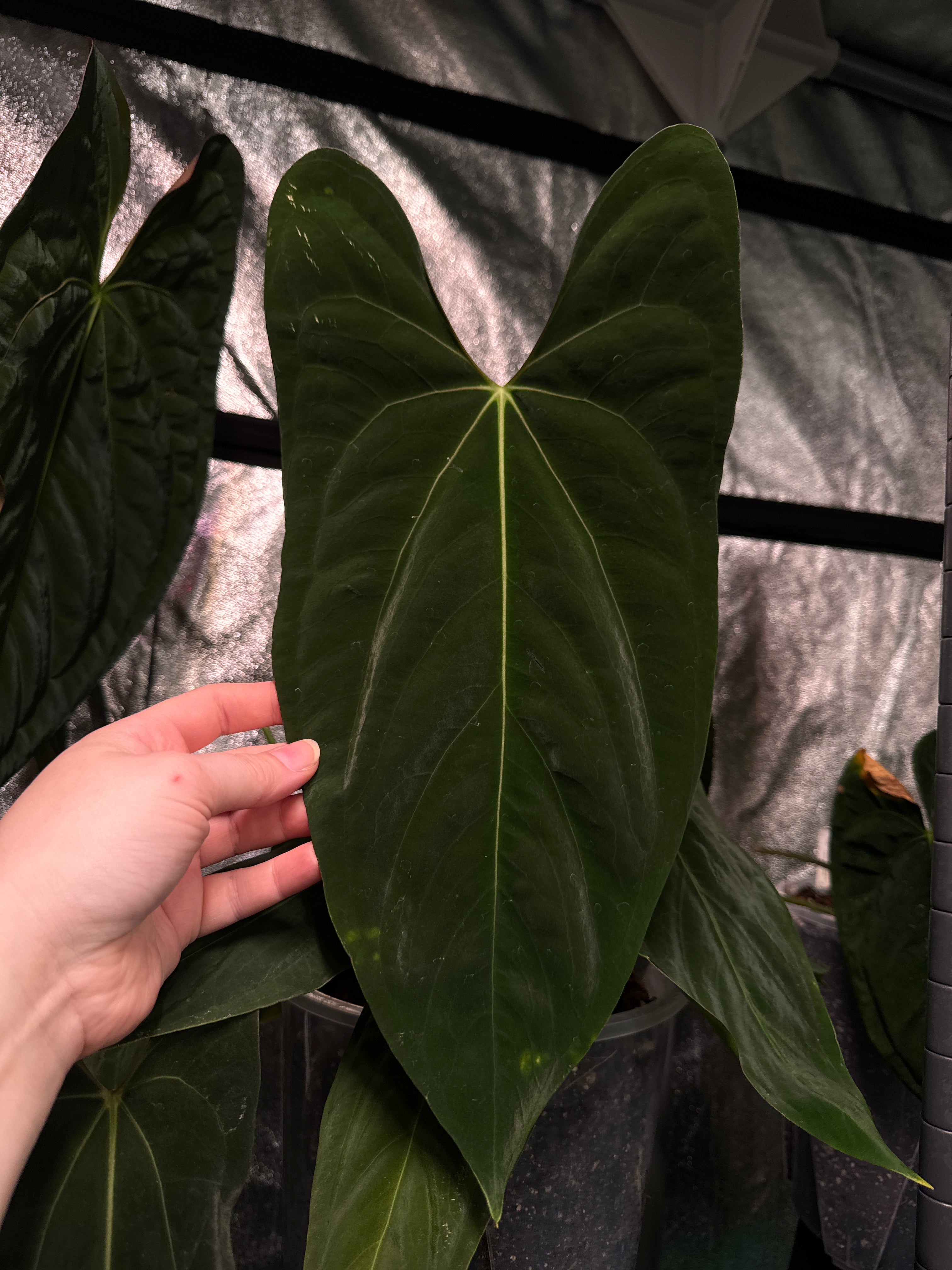 Anthurium Papillilaminum 'Marie' x Papillilaminum 'IL' - Clone - SMUKHI
