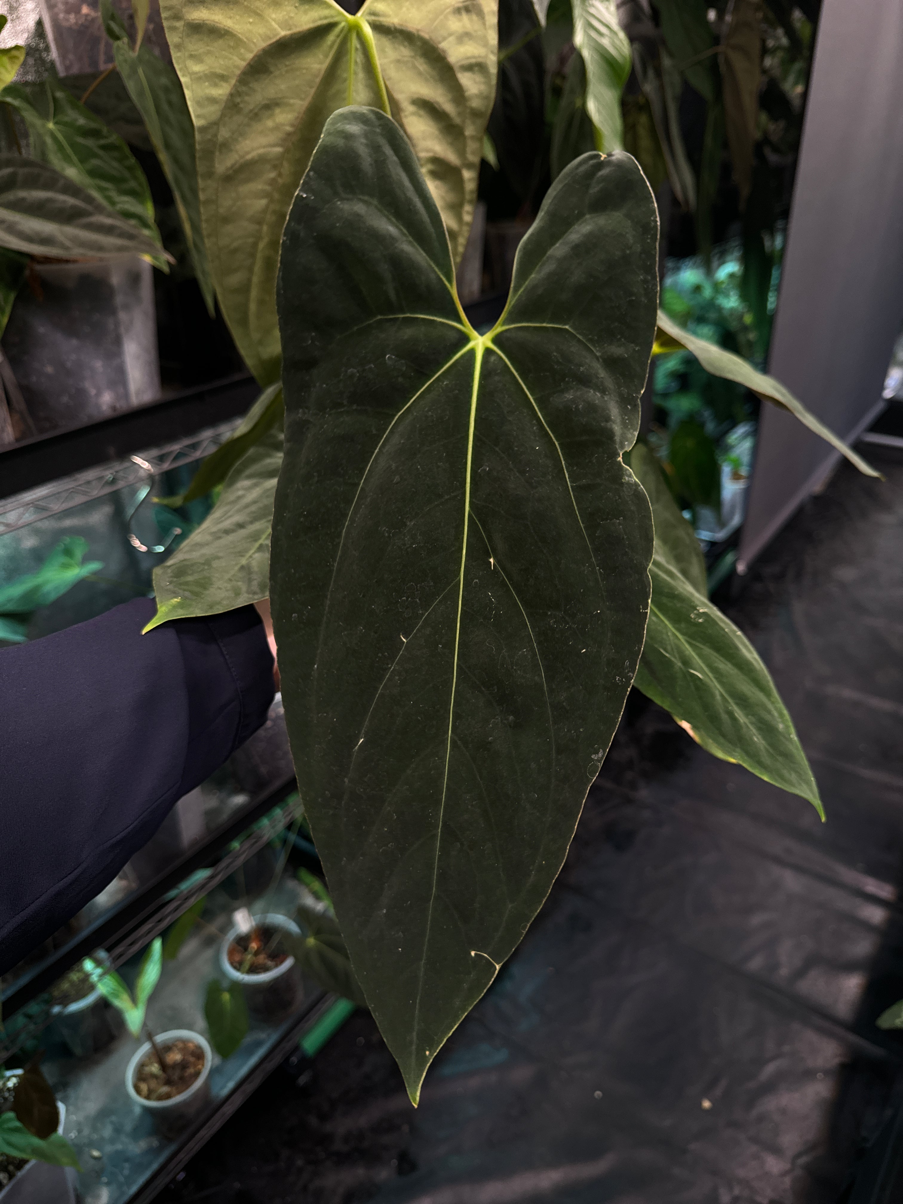 Anthurium Papillilaminum 'Marie' x Papillilaminum 'IL' - Clone - SMUKHI
