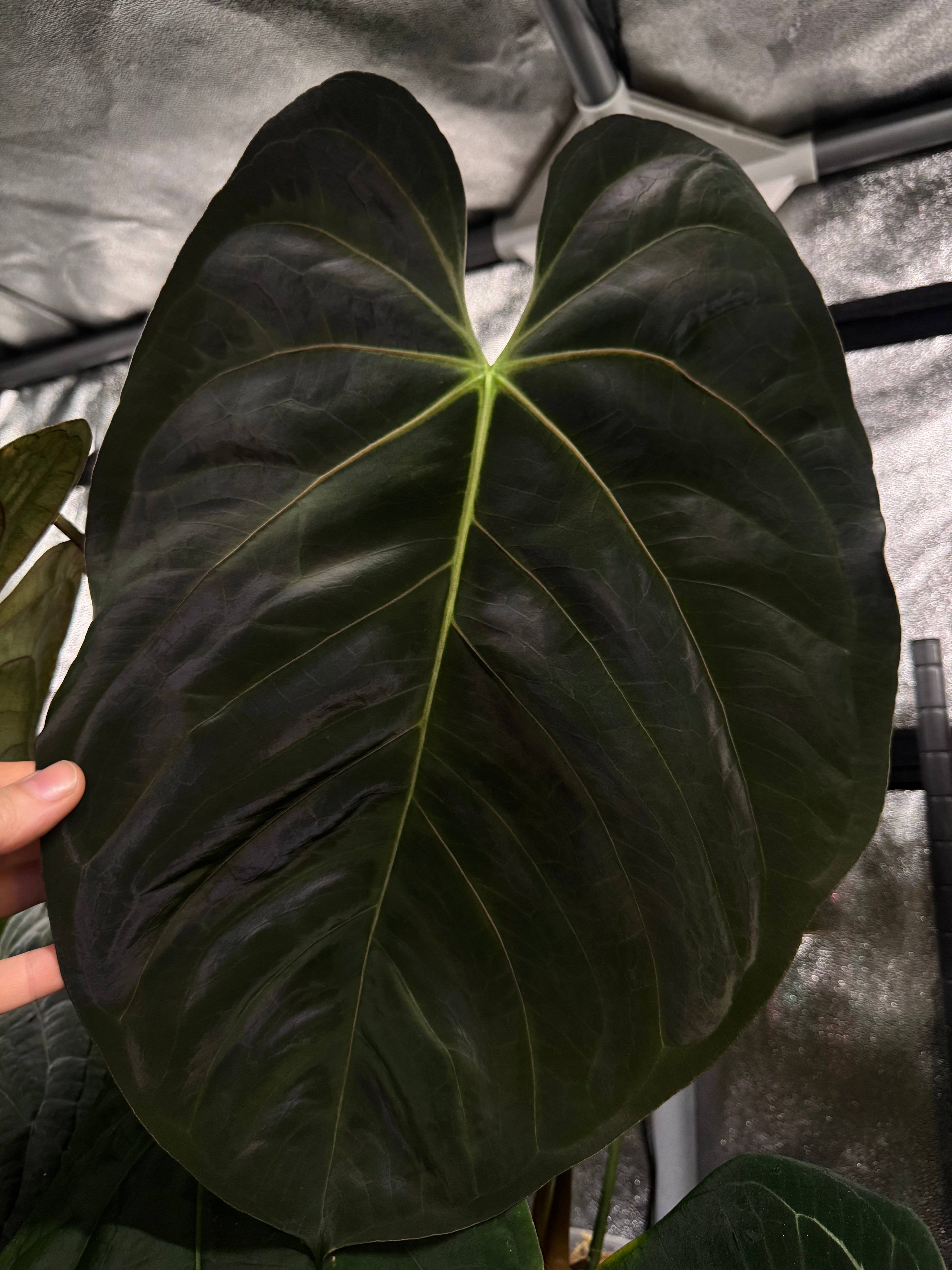 Dark green Anthurium Goliath x HU 'Ŗound' plant from SMUKHI with glossy leaves, shown in a natural indoor setting.