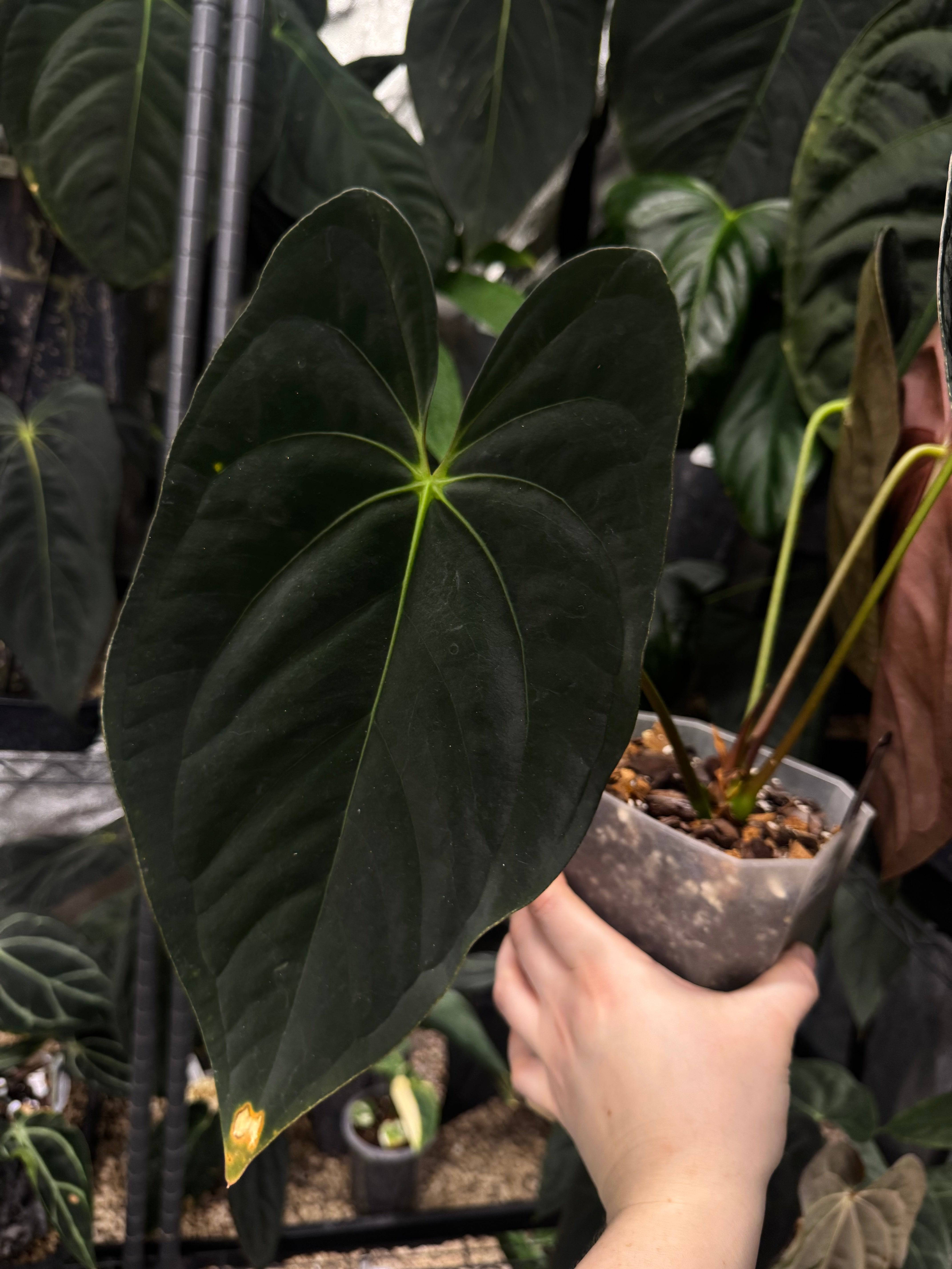 NFS: Anthurium Papillilaminum 'Guna Yala' #2 - SMUKHI