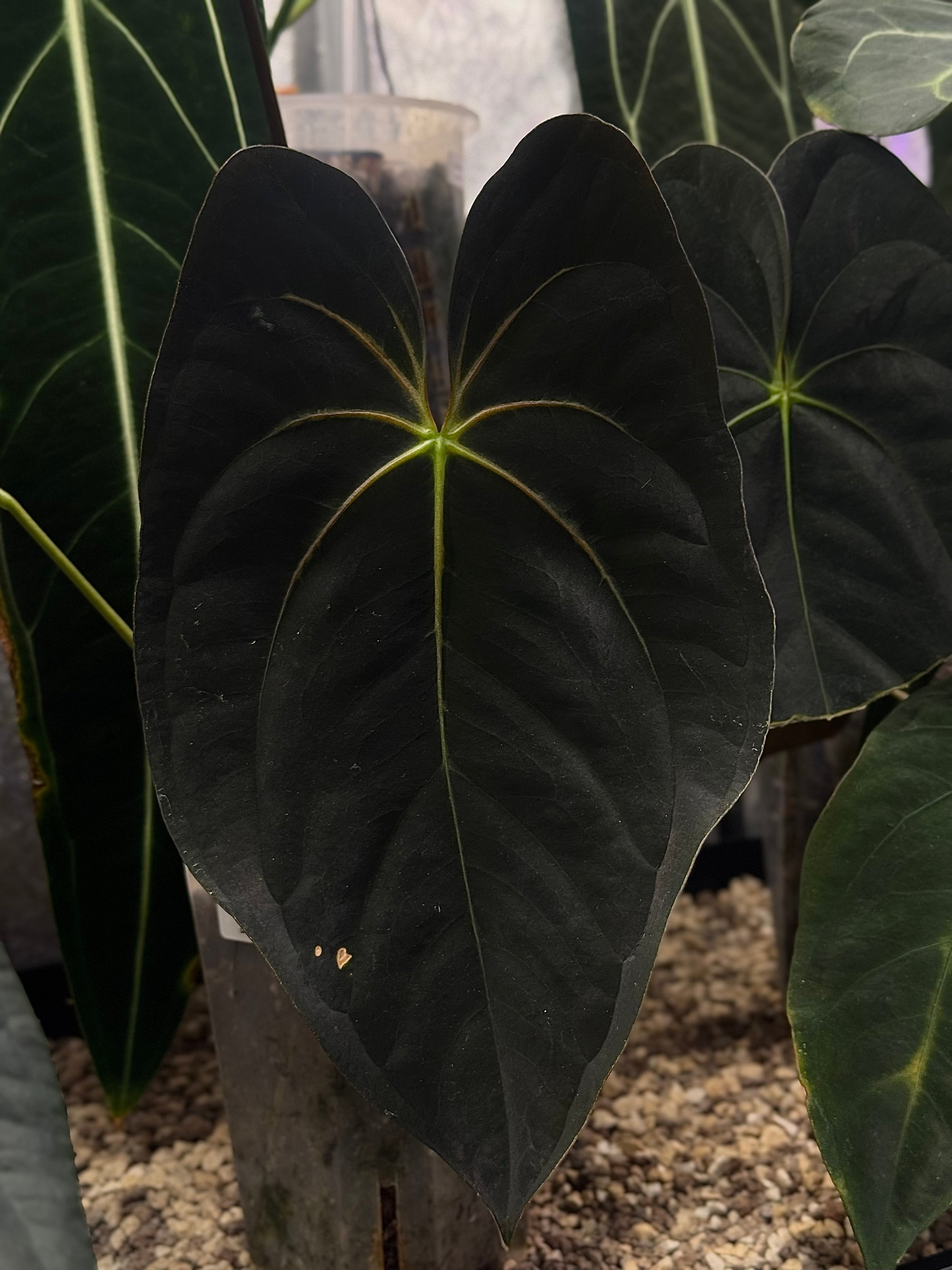 Anthurium Papillilaminum 'Guna Yala' x Dark Phoenix - Pre-order