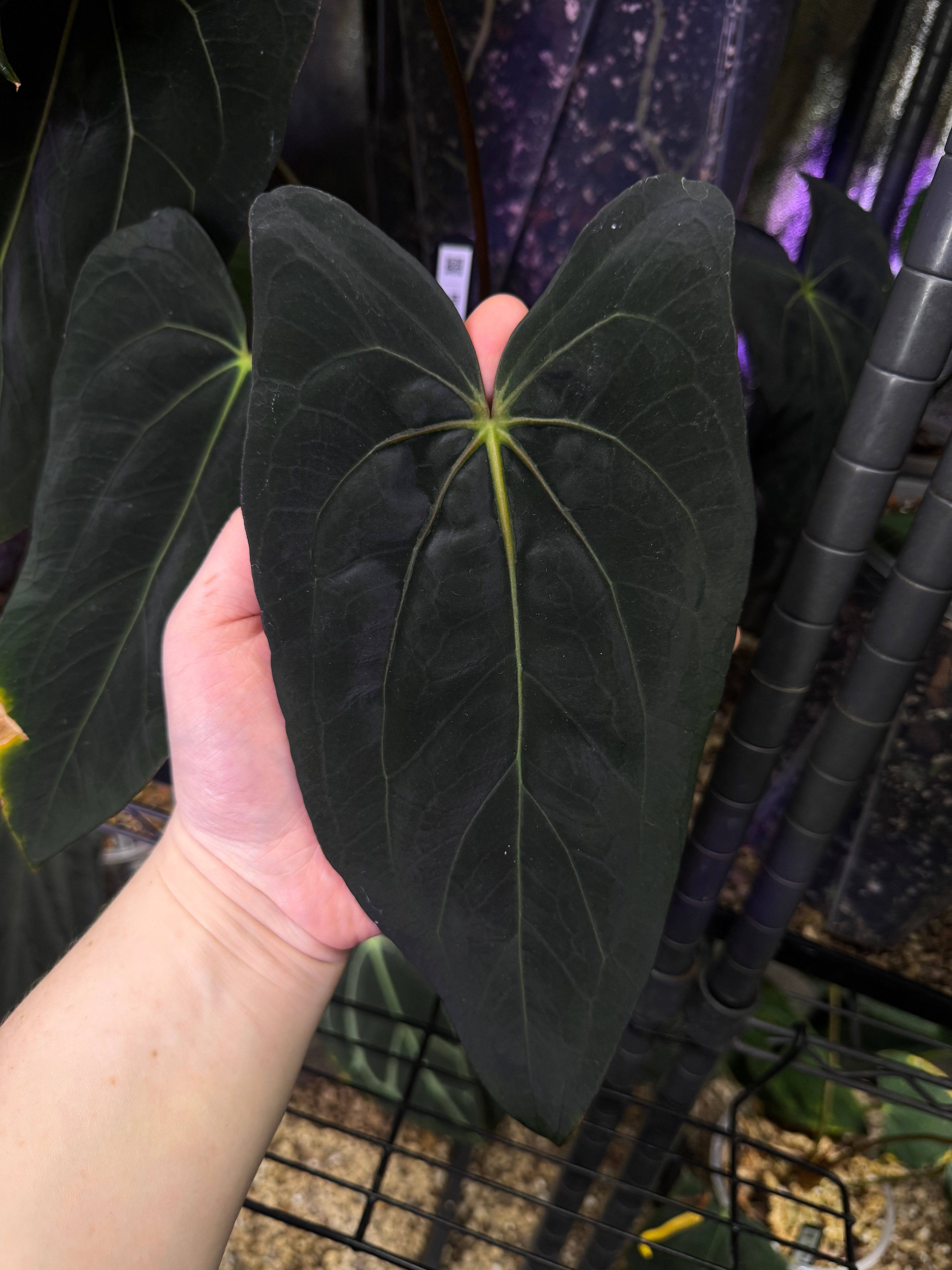 NFS: Anthurium Carlablackiae RD3 x FSxRL 'Grim Reaper' #1 - SMUKHI