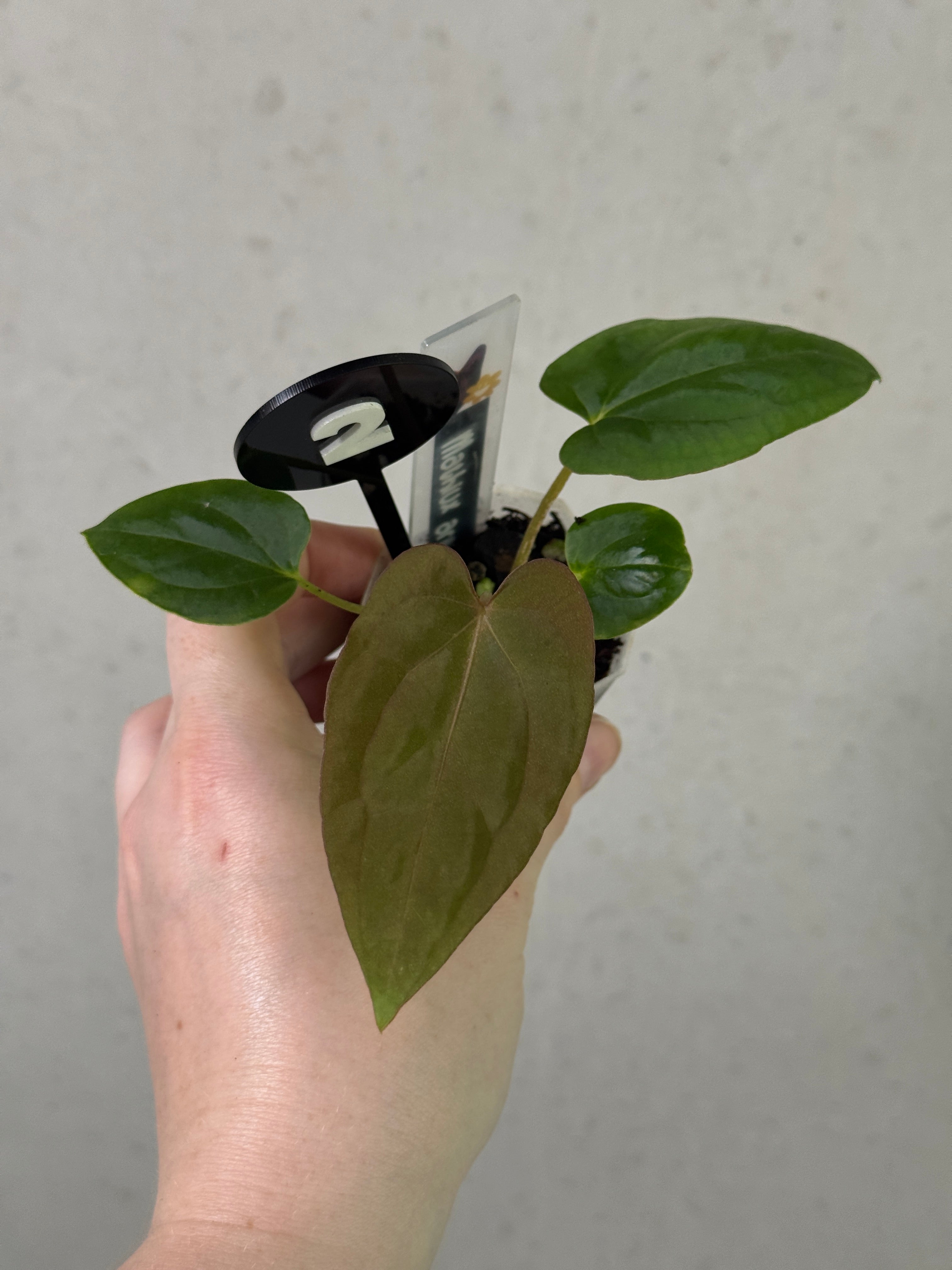 Anthurium BVEP plant by Mathiux Aroid featuring lush green leaves and vibrant red flowers in a decorative pot.