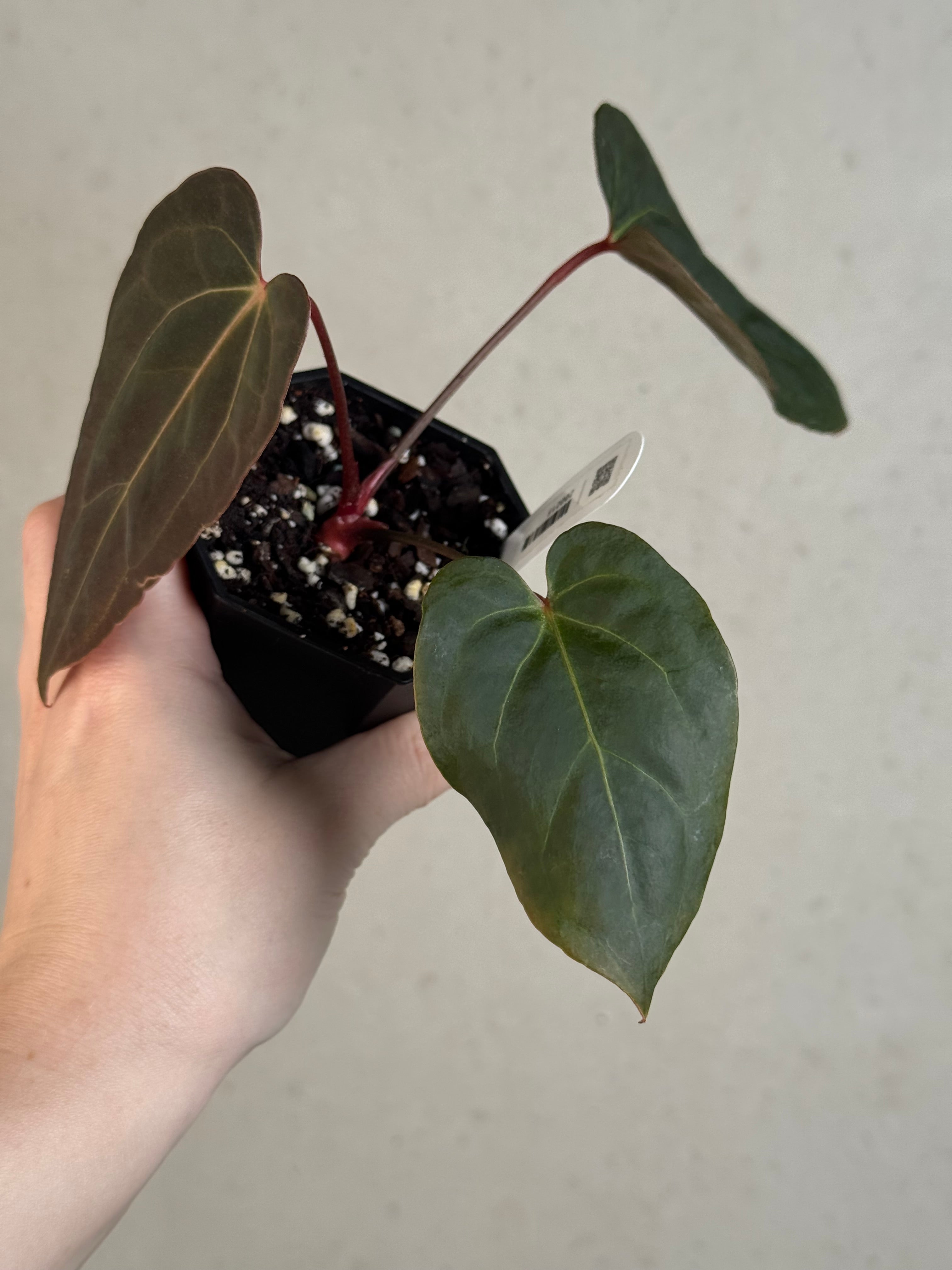 Anthurium Blue Papillilaminum x self - Clone